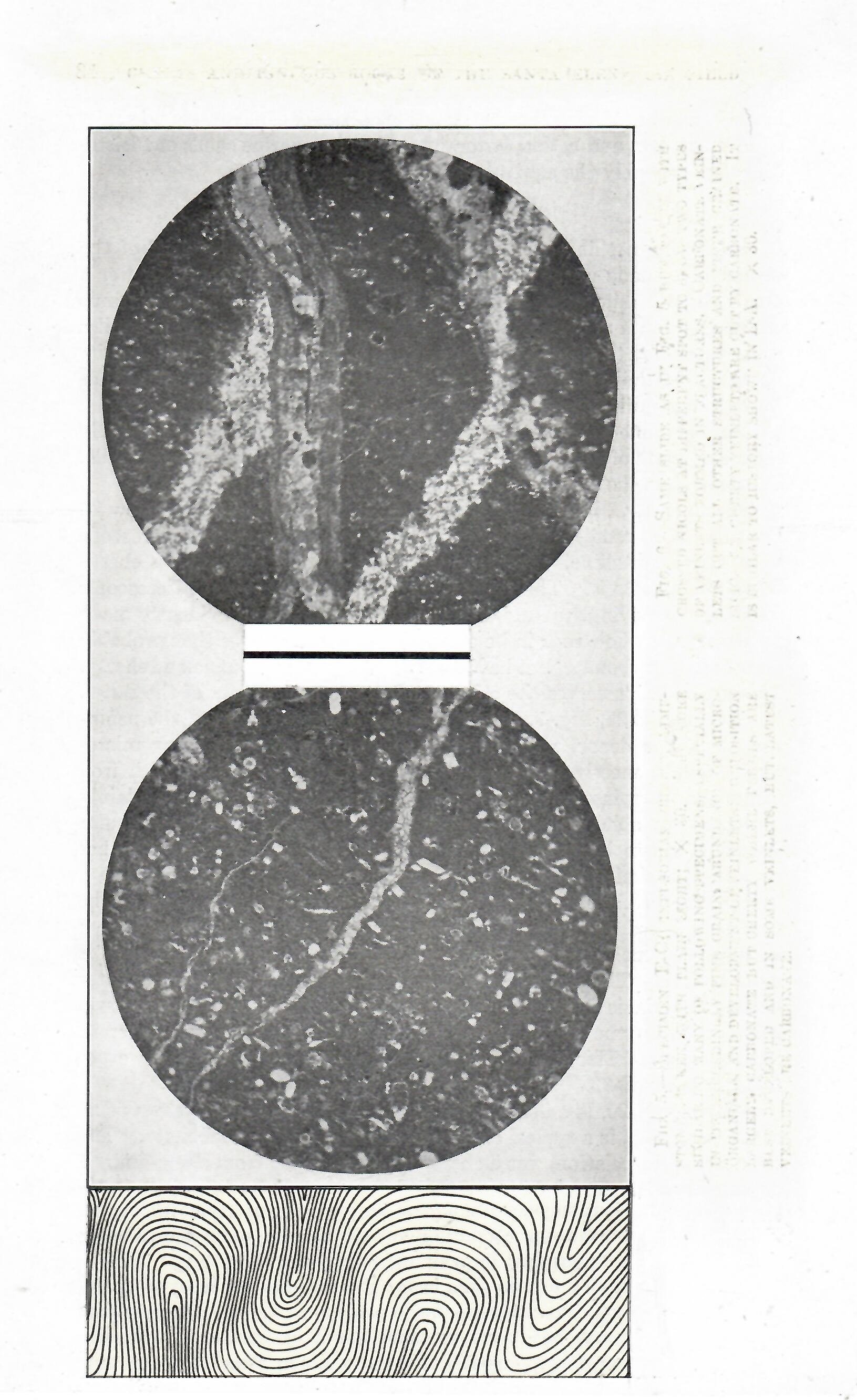 Abundance of Microorganisms.jpeg