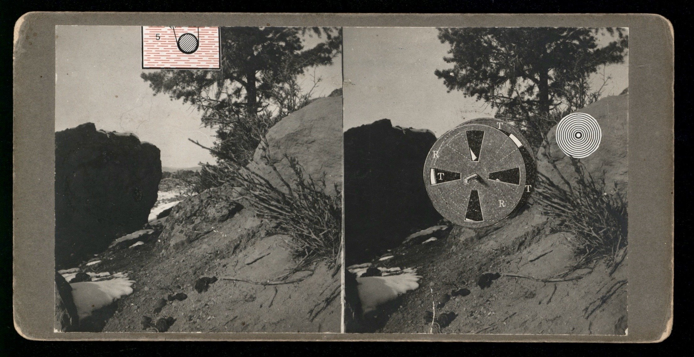 Tree Rock 1.jpeg