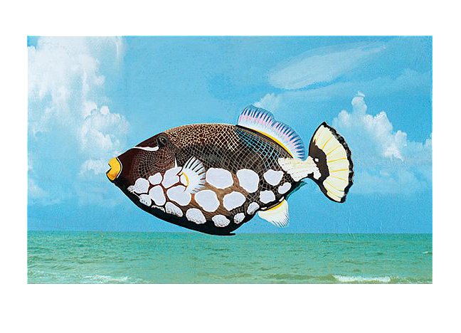 "My Clown Trigger Fish"