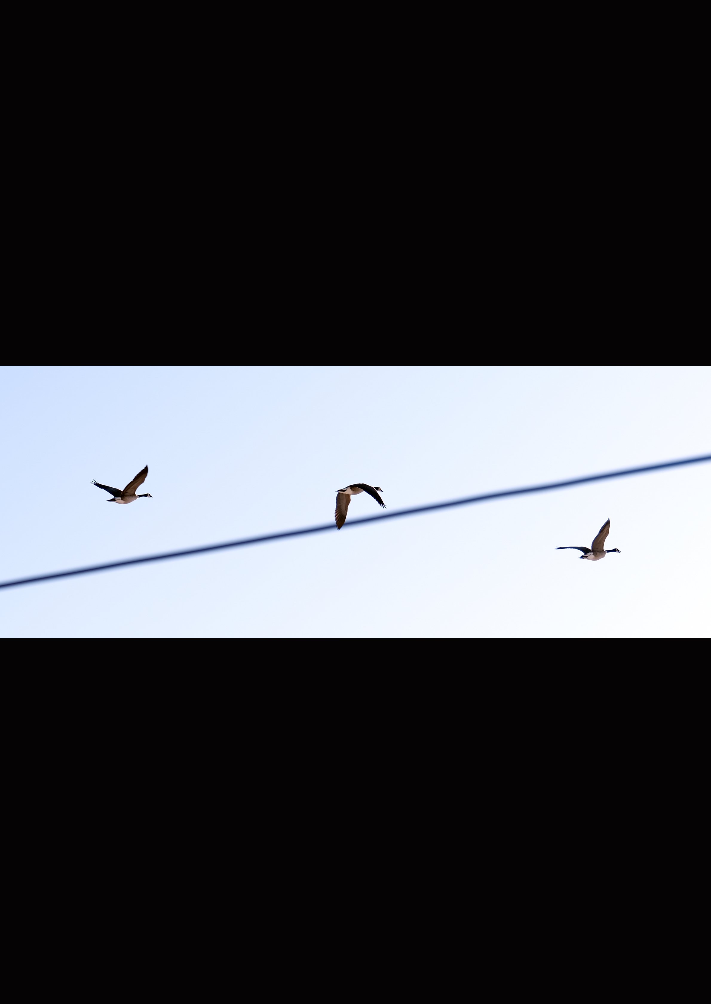 "Industrial Geese #1"
