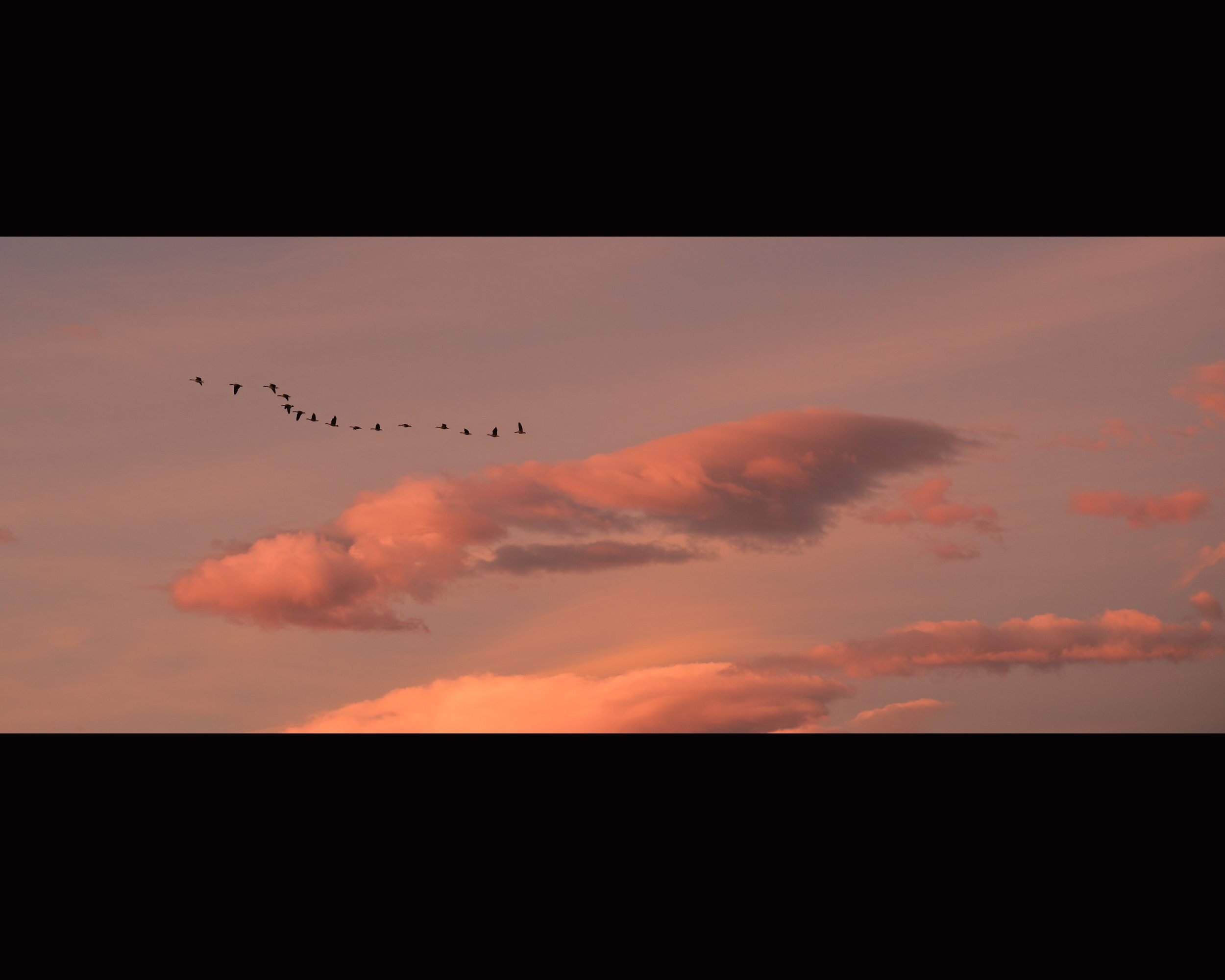 "The Geese are Flying EAST #1"