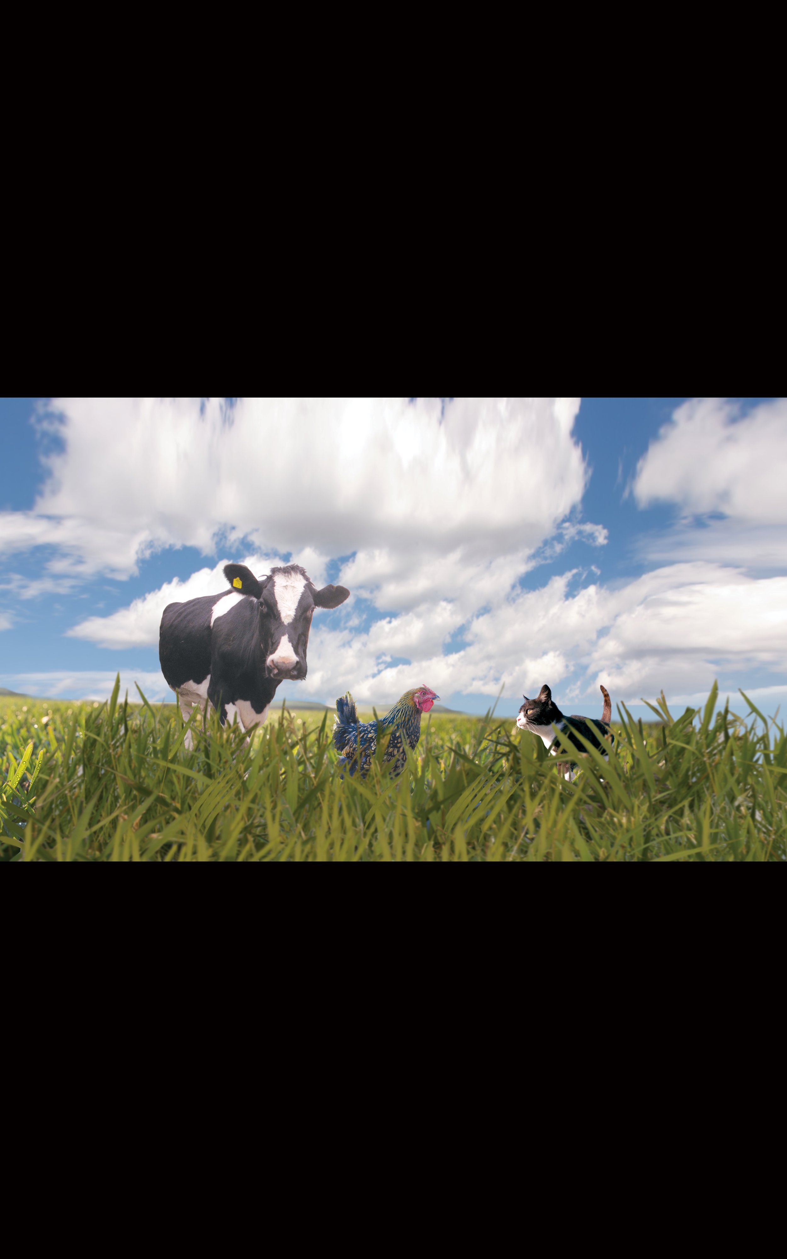 "The Chicken, Cow and The Cat Print"