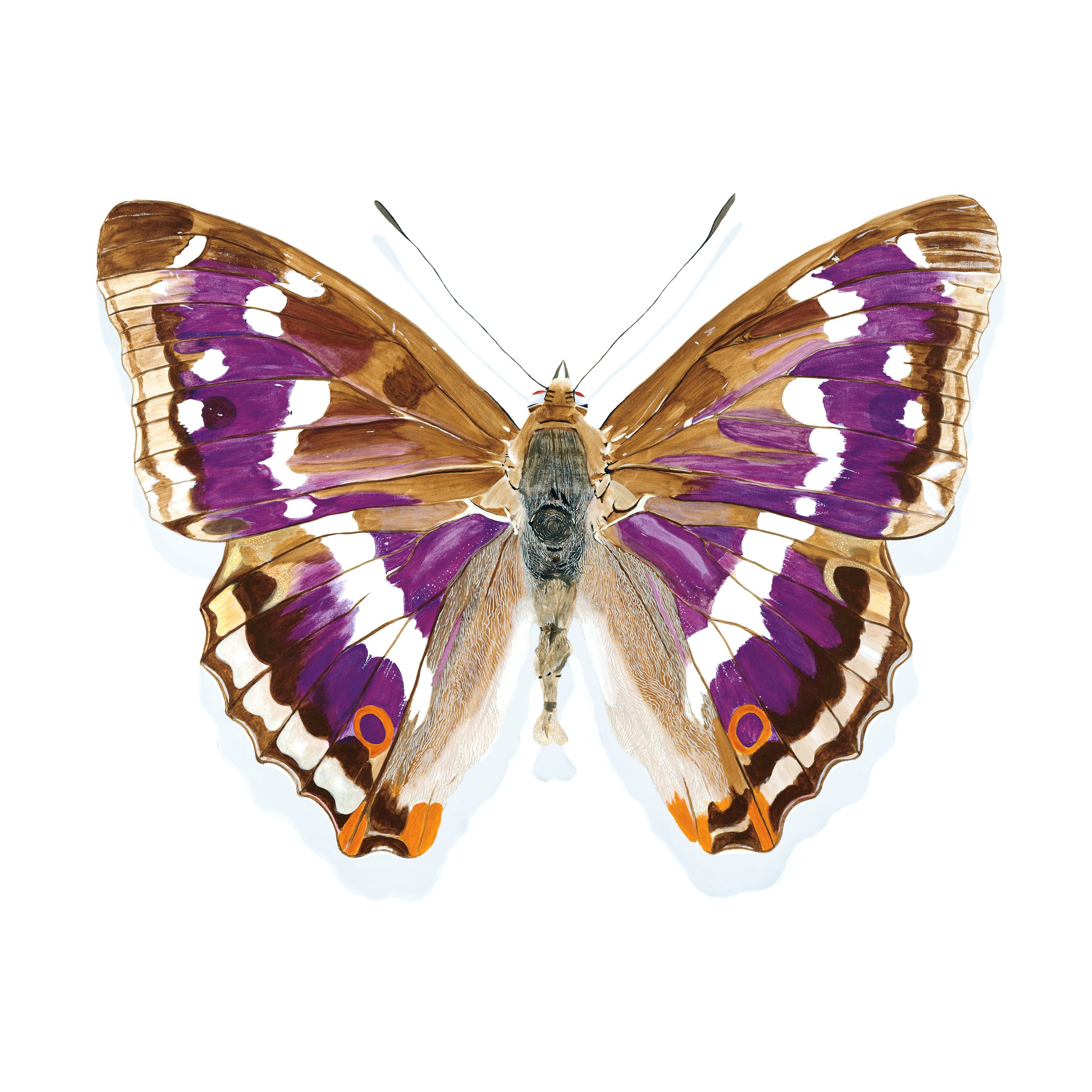 "My Purple Emperor"