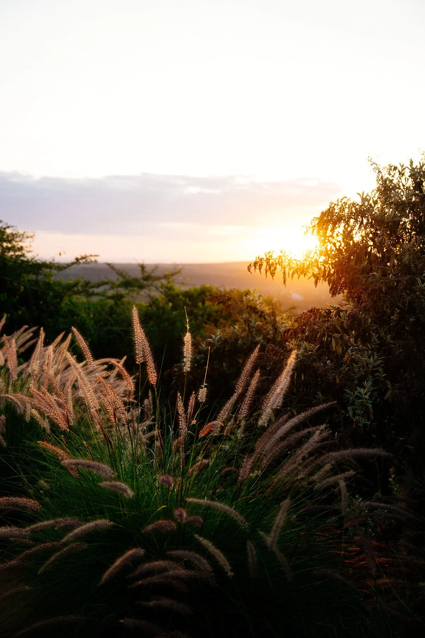 Sunset over a landscape with bushes and tall grasses in the foreground and a few trees on the horizon. Airbnb, Kenya