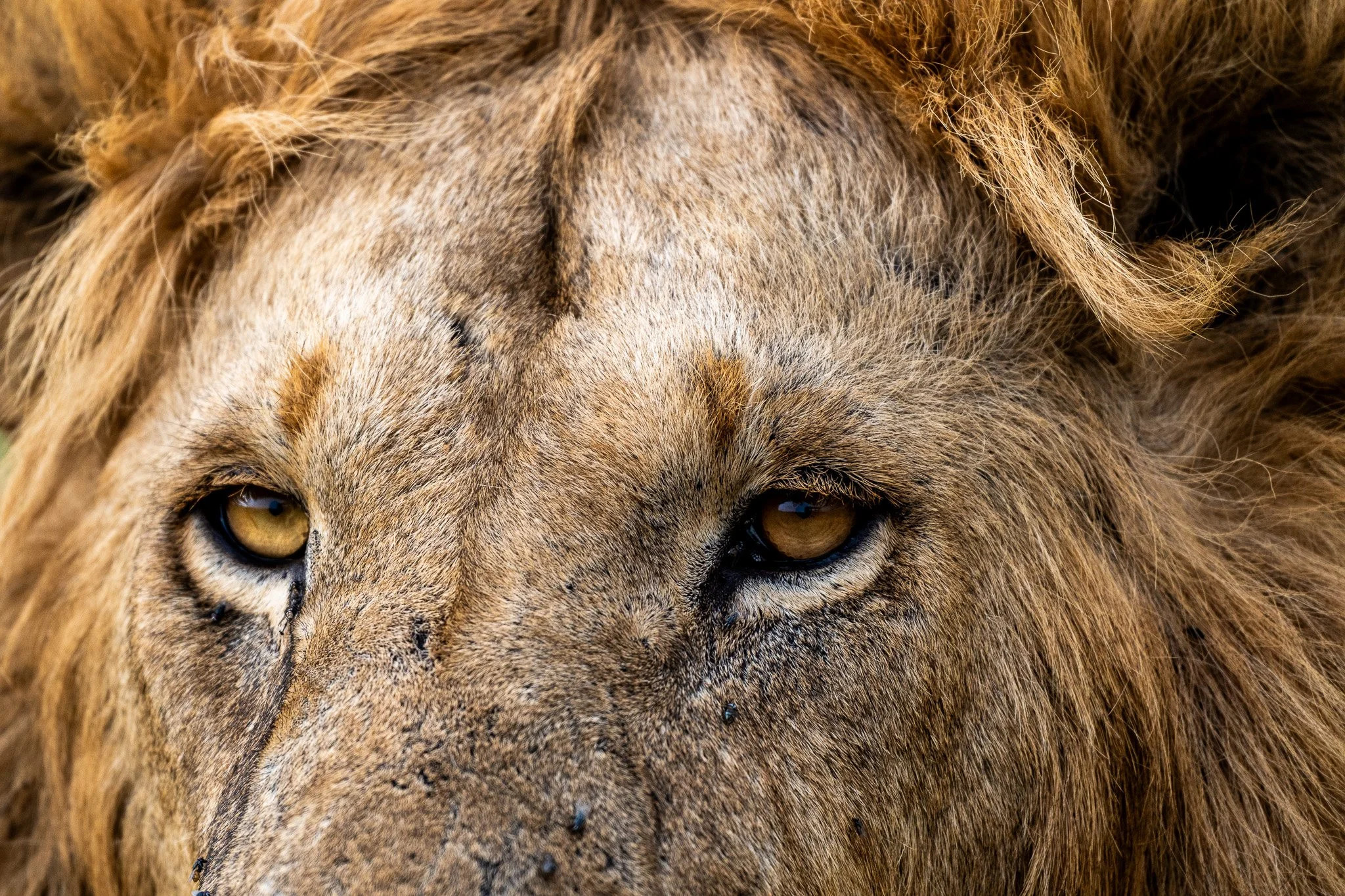 Close-up of a lion's face, focusing on the eyes, nose, and surrounding fur.