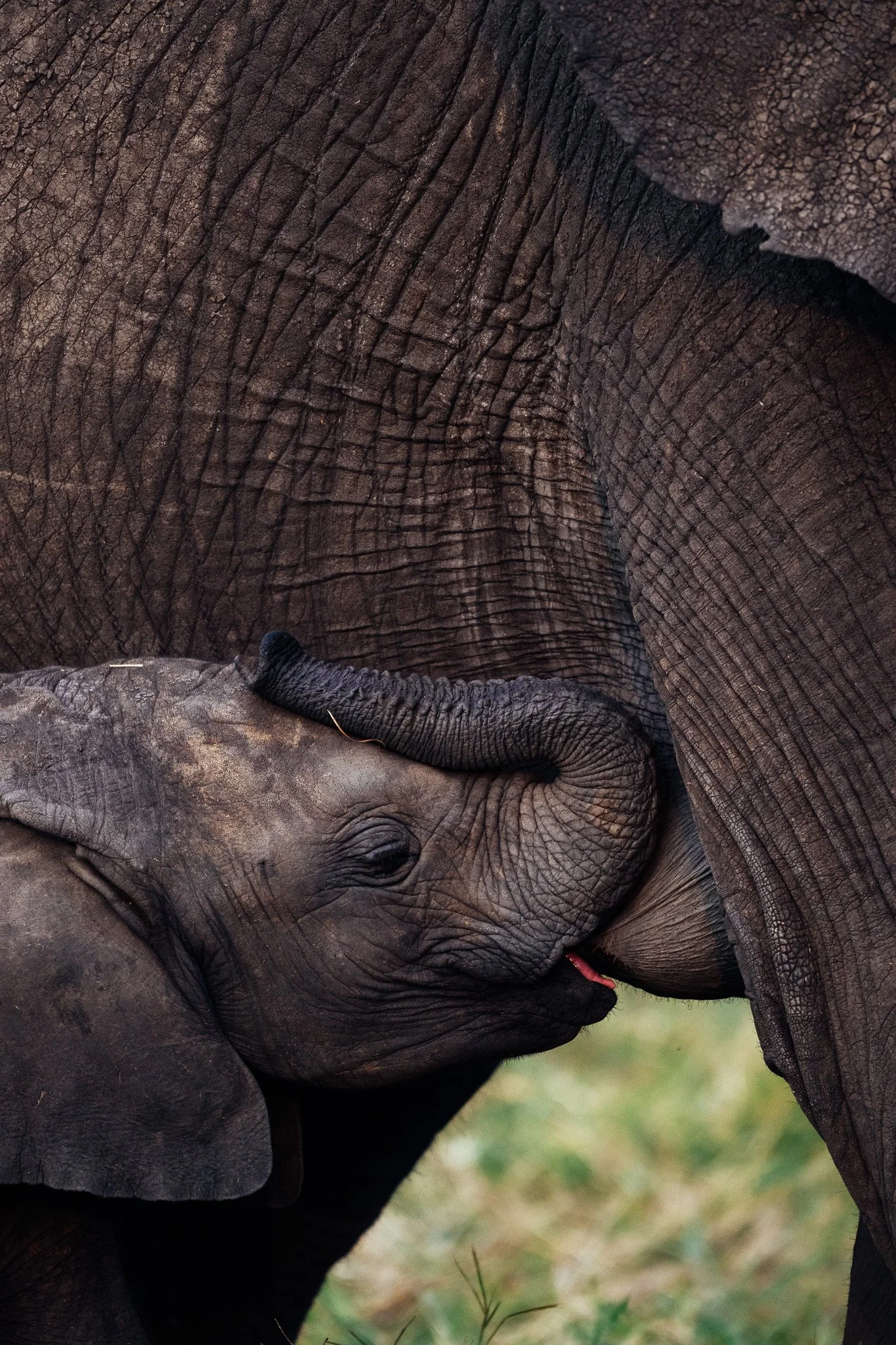 Close-up photo of a baby elephant with its trunk curled and resting on the ground, showing its gray skin and tiny eye.