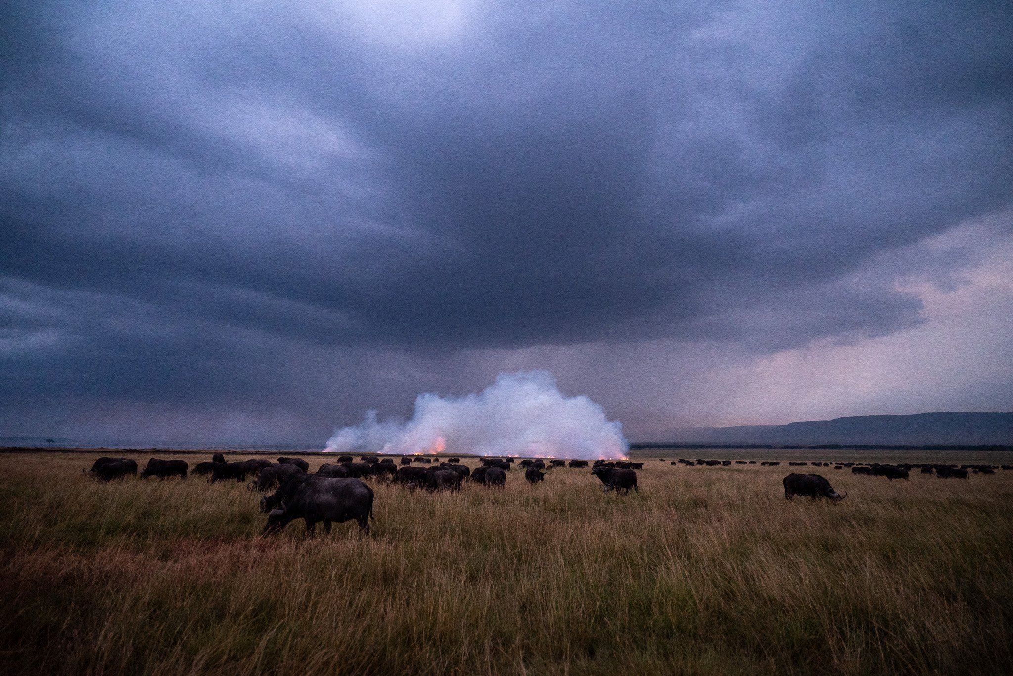 A herd of bison grazing on a grassy plain with storm clouds overhead and a small plume of smoke or dust rising in the distance.