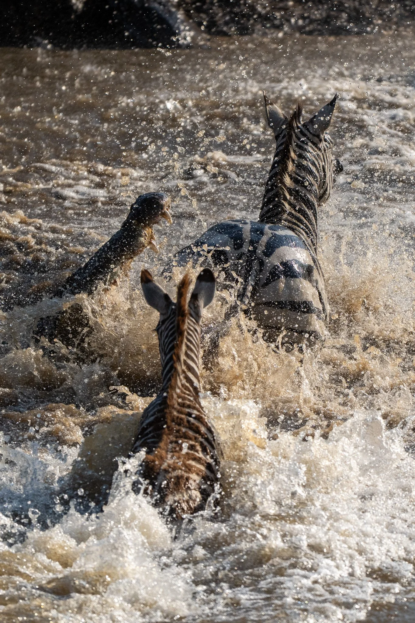 A zebra crossing through river water with a bird trying to catch fish nearby.
