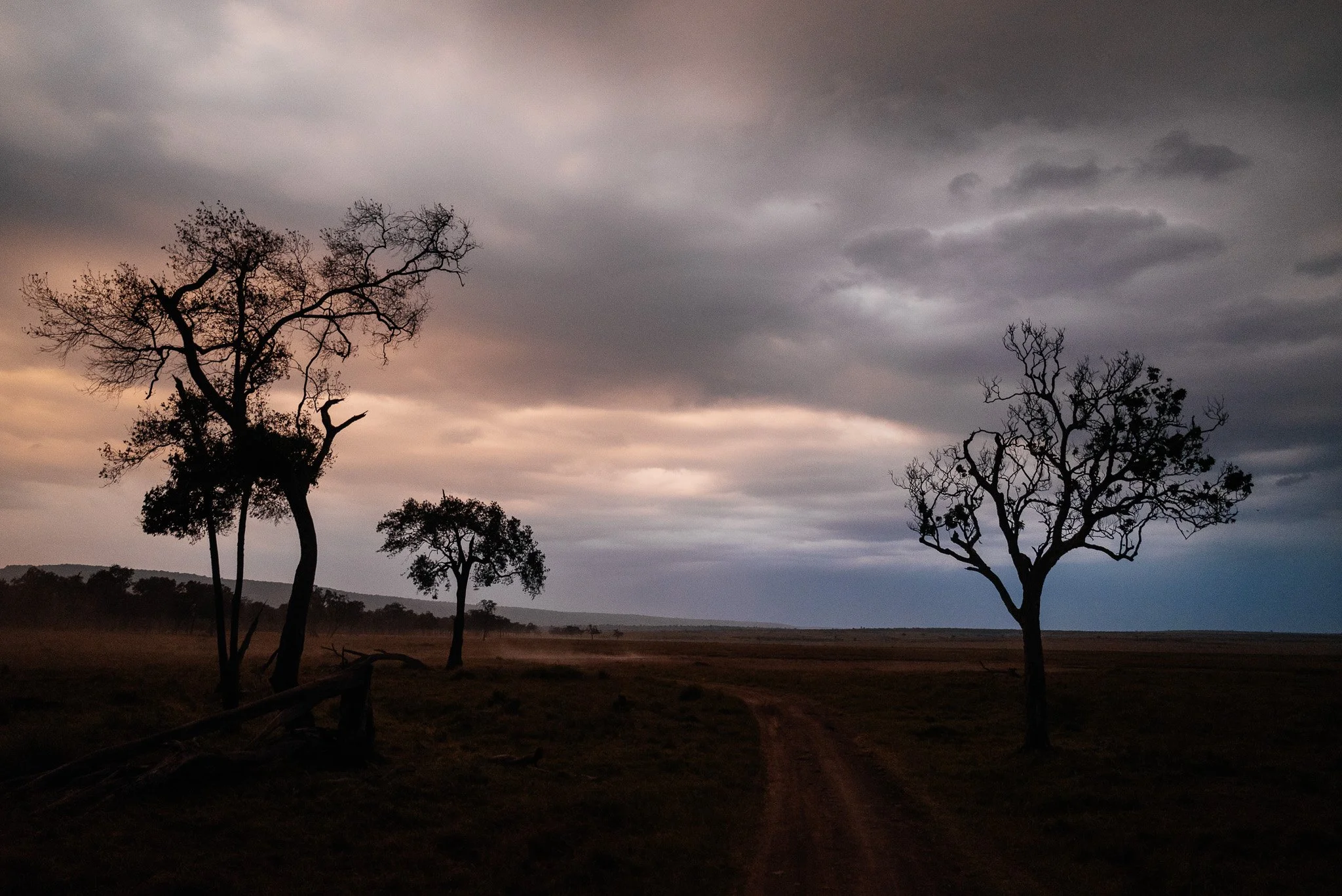 Tree silhouettes against a cloudy evening sky in a landscape.