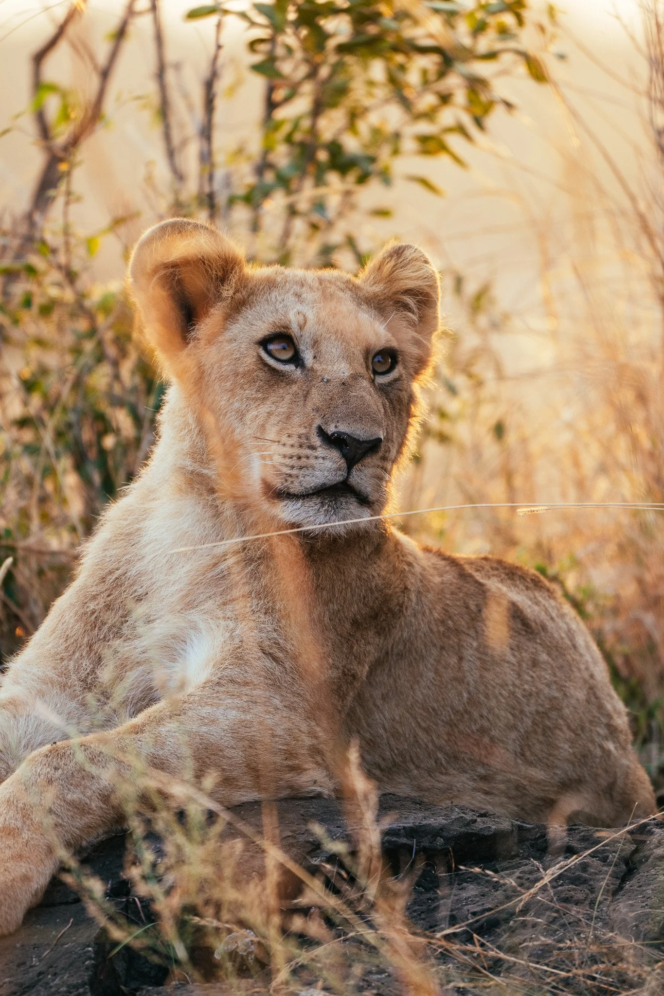 A lion cub resting on dry grass with a background of bushes and trees, during sunset.