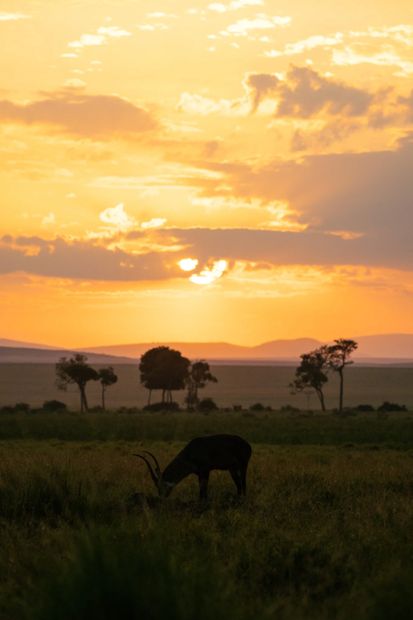 Sunset over a savannah landscape with scattered trees and a grazing antelope in the foreground.