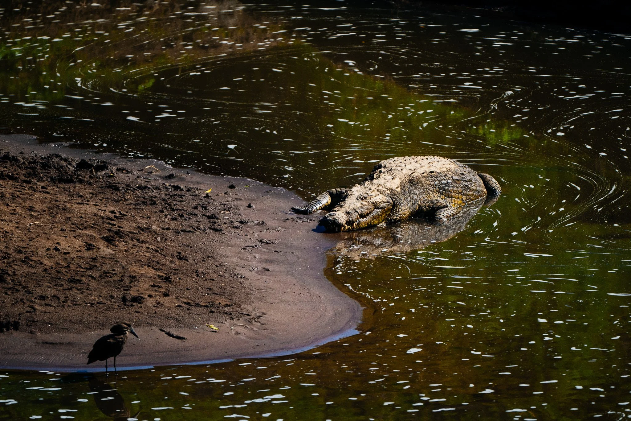 A crocodile resting on the sandy shore beside a body of water with ripples and foam, along with a smaller bird standing nearby.