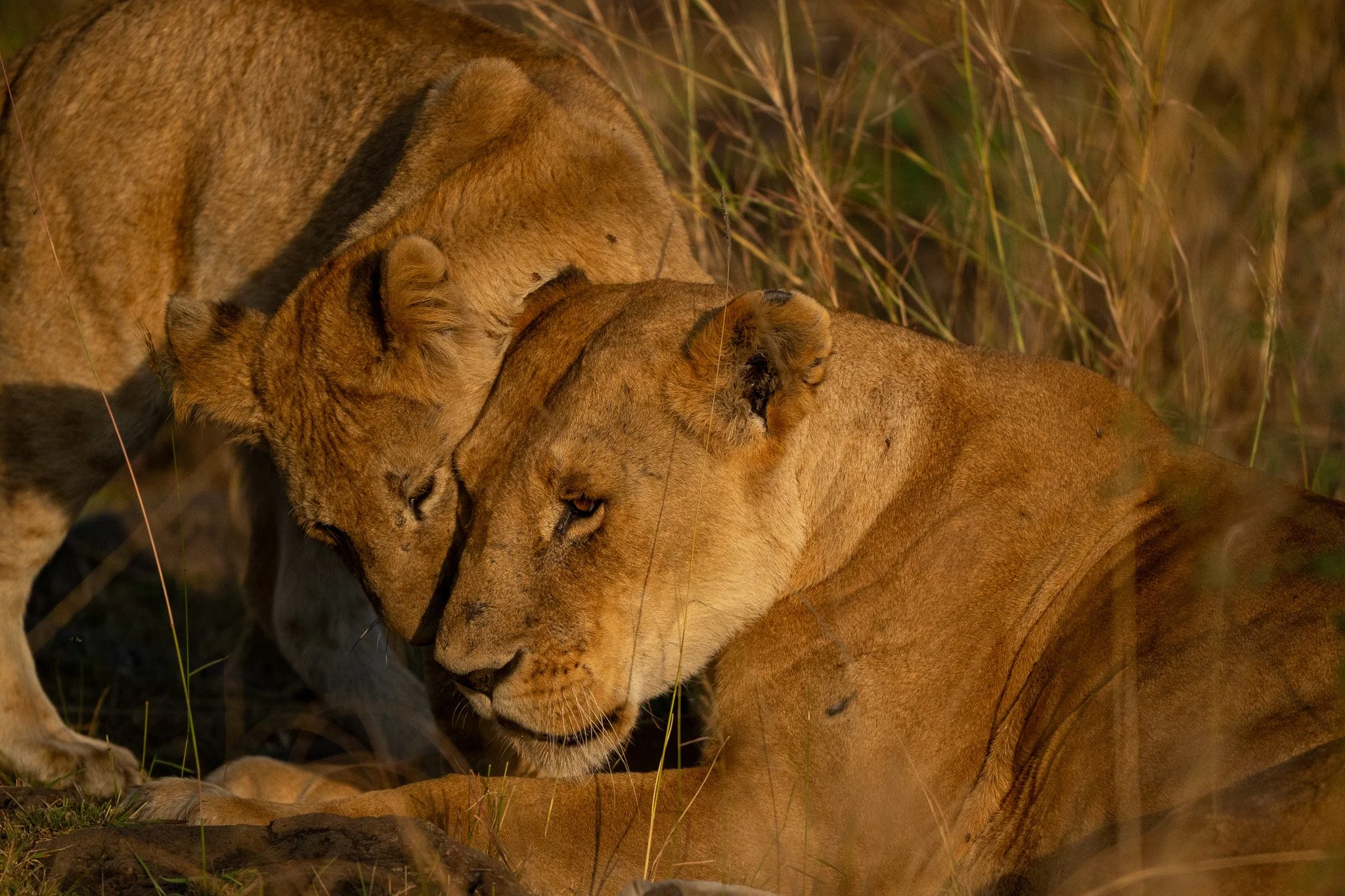 Two lions lying close together in tall grass, resting with eyes closed.