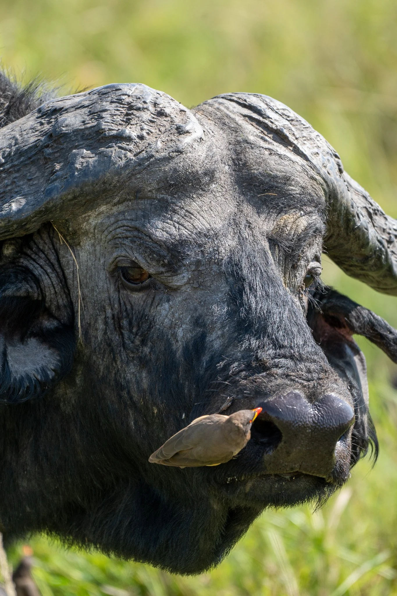 Close-up of a buffalo's face with a small bird perched on its nose, feeding it a bug or insect, in a grassy outdoor setting.