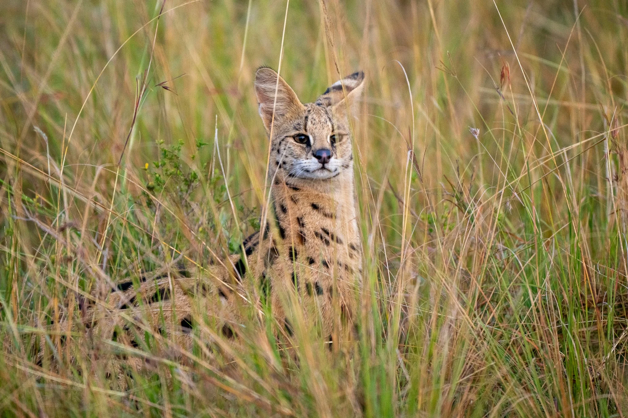 A young cheetah sitting among tall grass in a natural habitat.