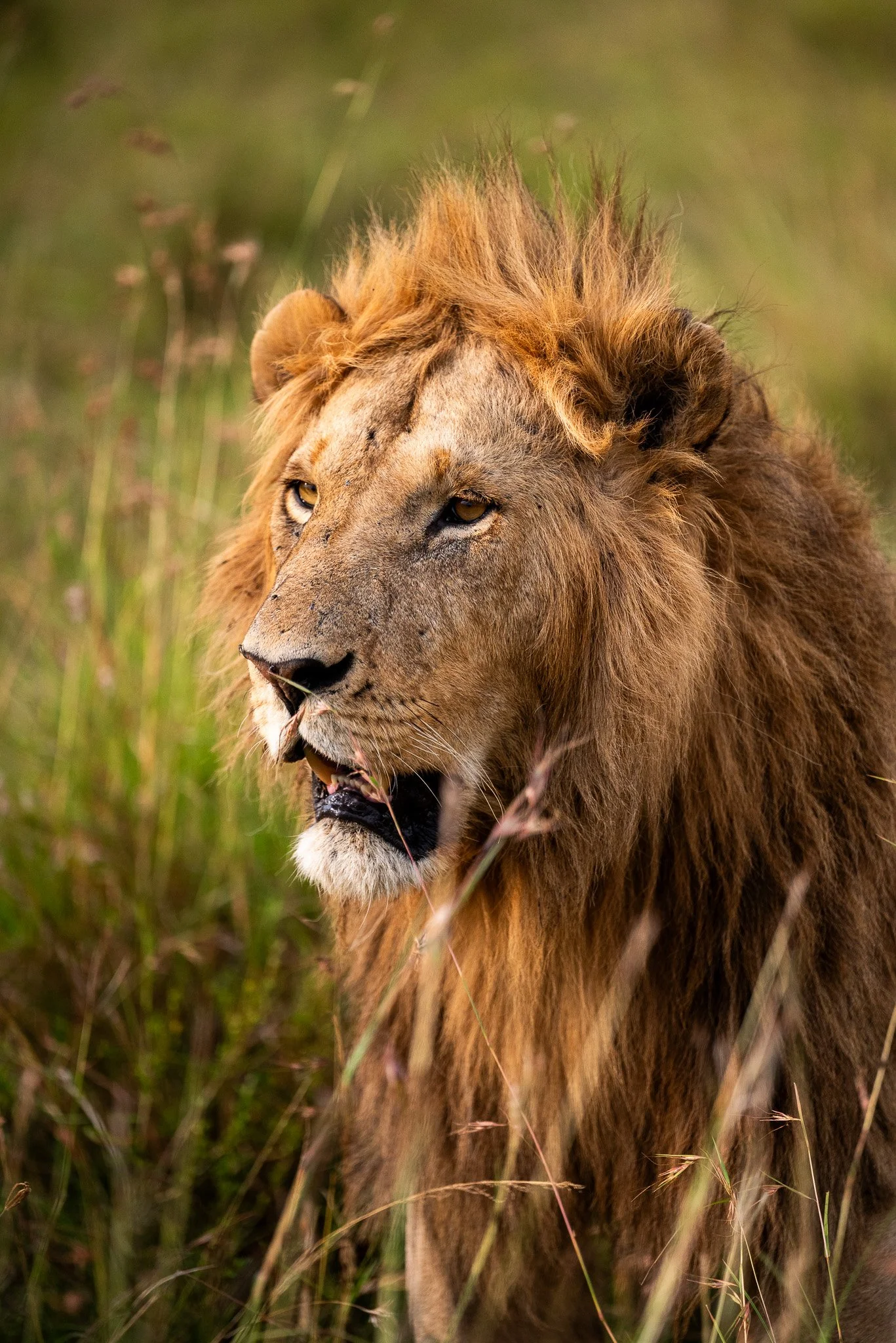 A male lion walking through tall grass in a savannah setting.