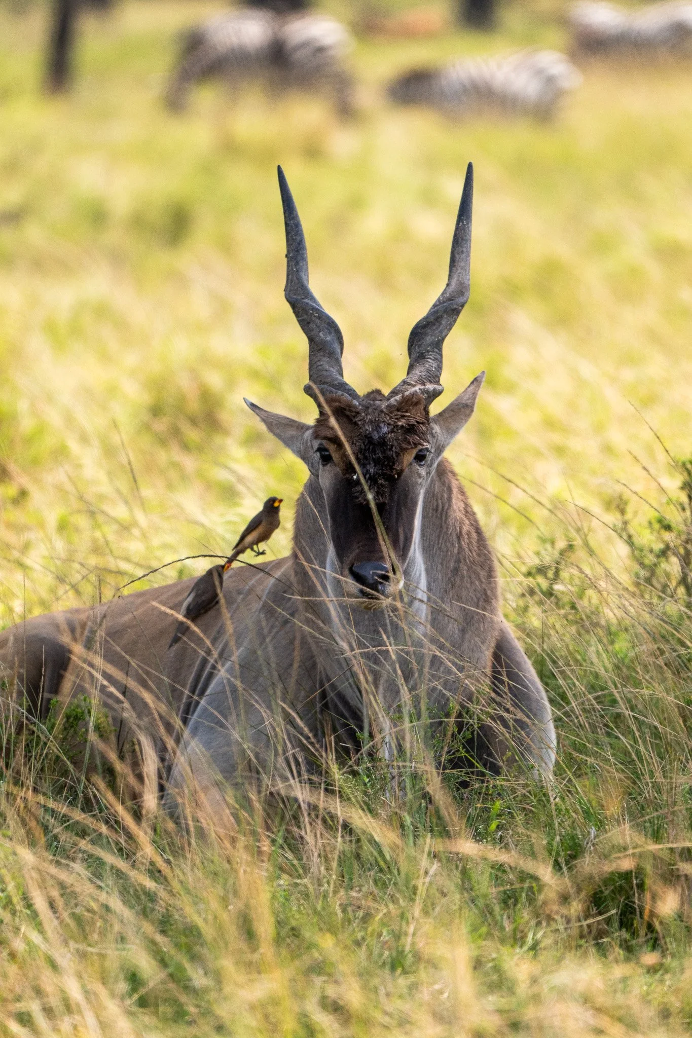 A sitting male kudu antelope with twisted horns in grassland, with two birds perched on it and others in the background.
