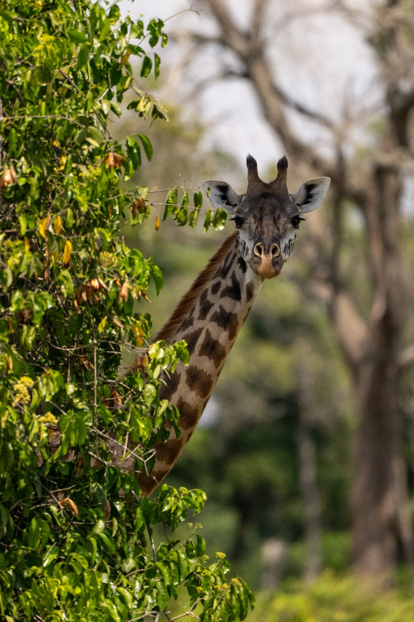 A giraffe peeking through dense green foliage with leafless trees in the background.