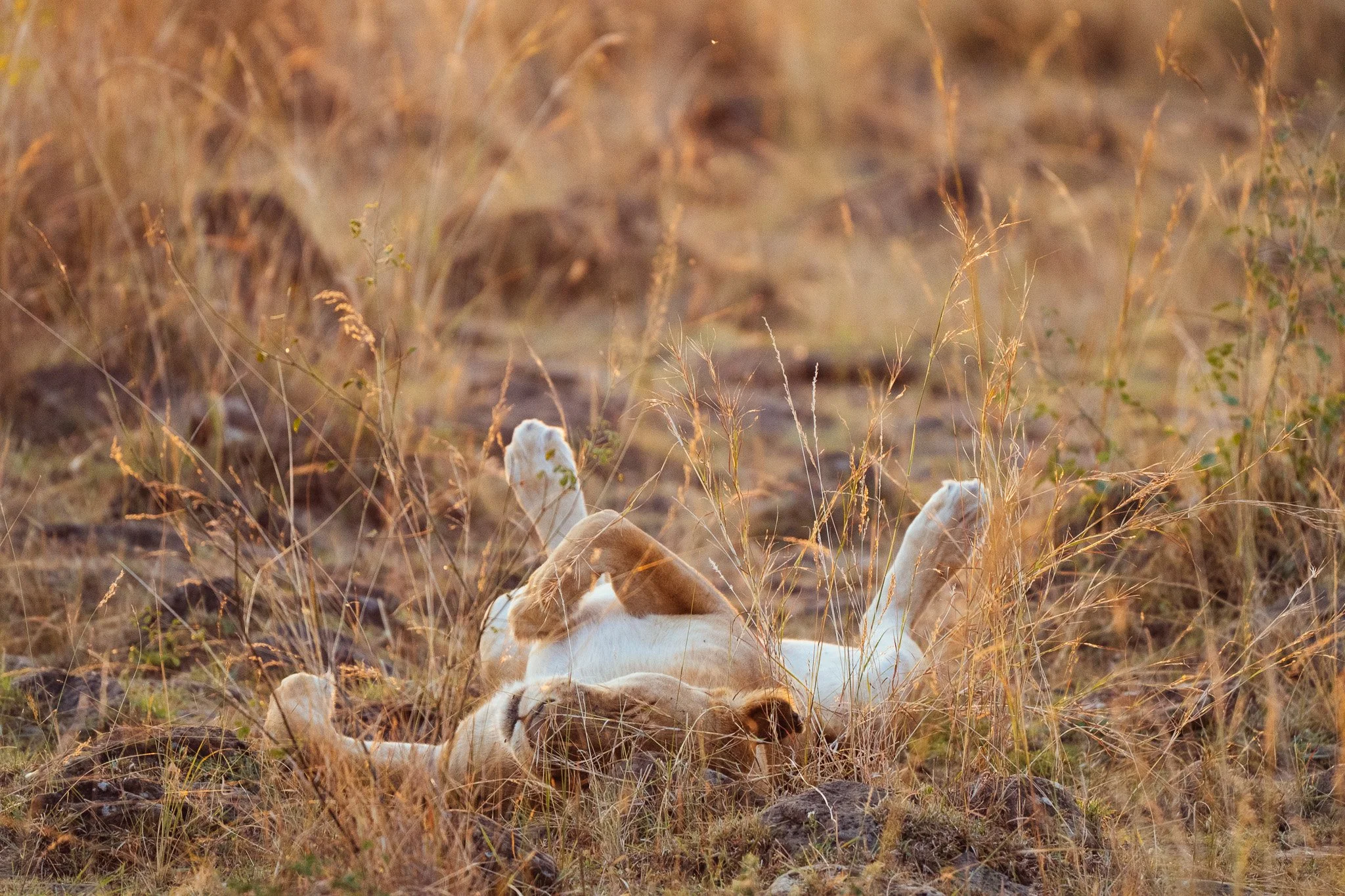 A white and brown dog lies on its back in dry grass and wild plants, with its legs in the air, in a field during sunset or sunrise.