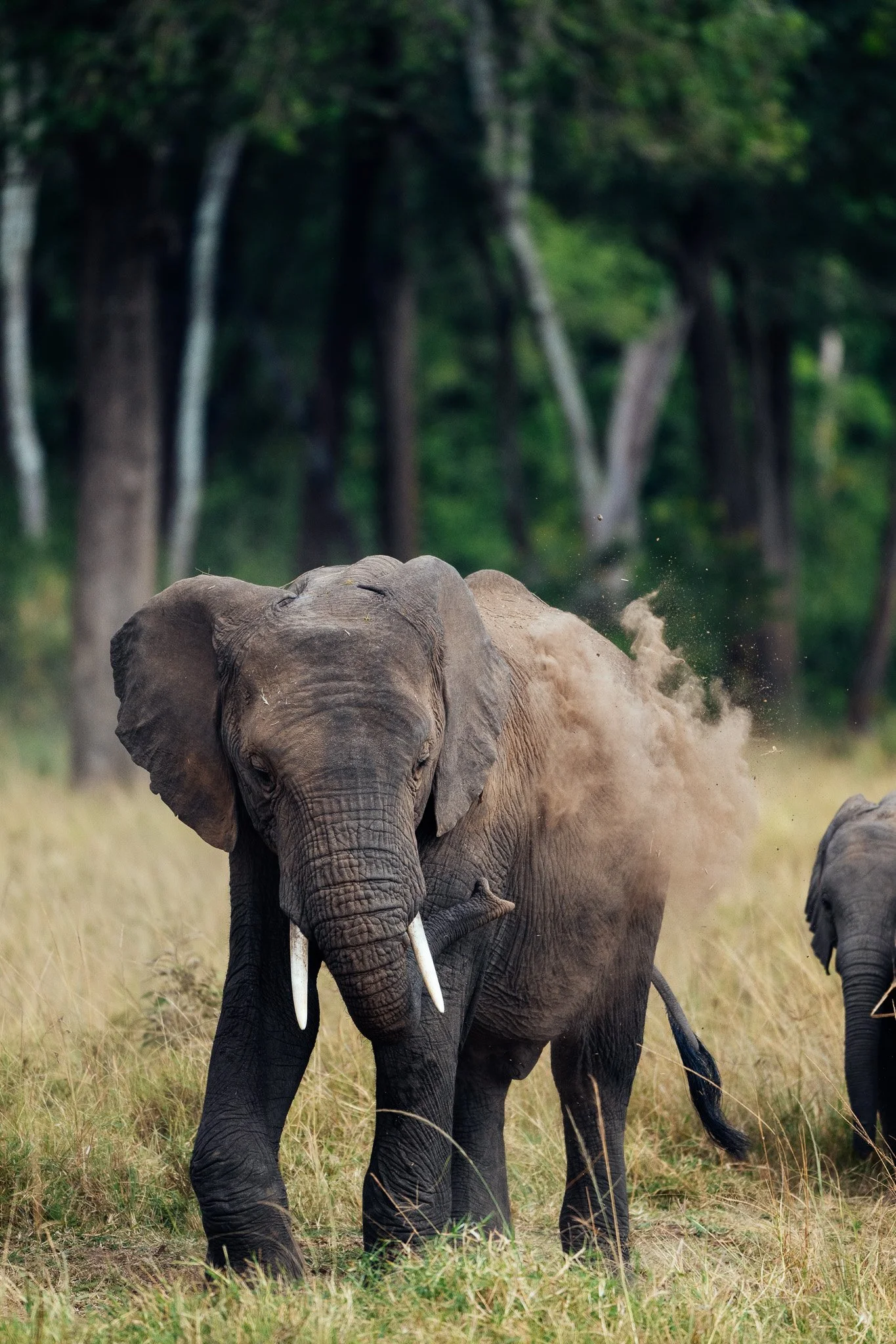 An elephant standing in a grassy field with trees in the background.