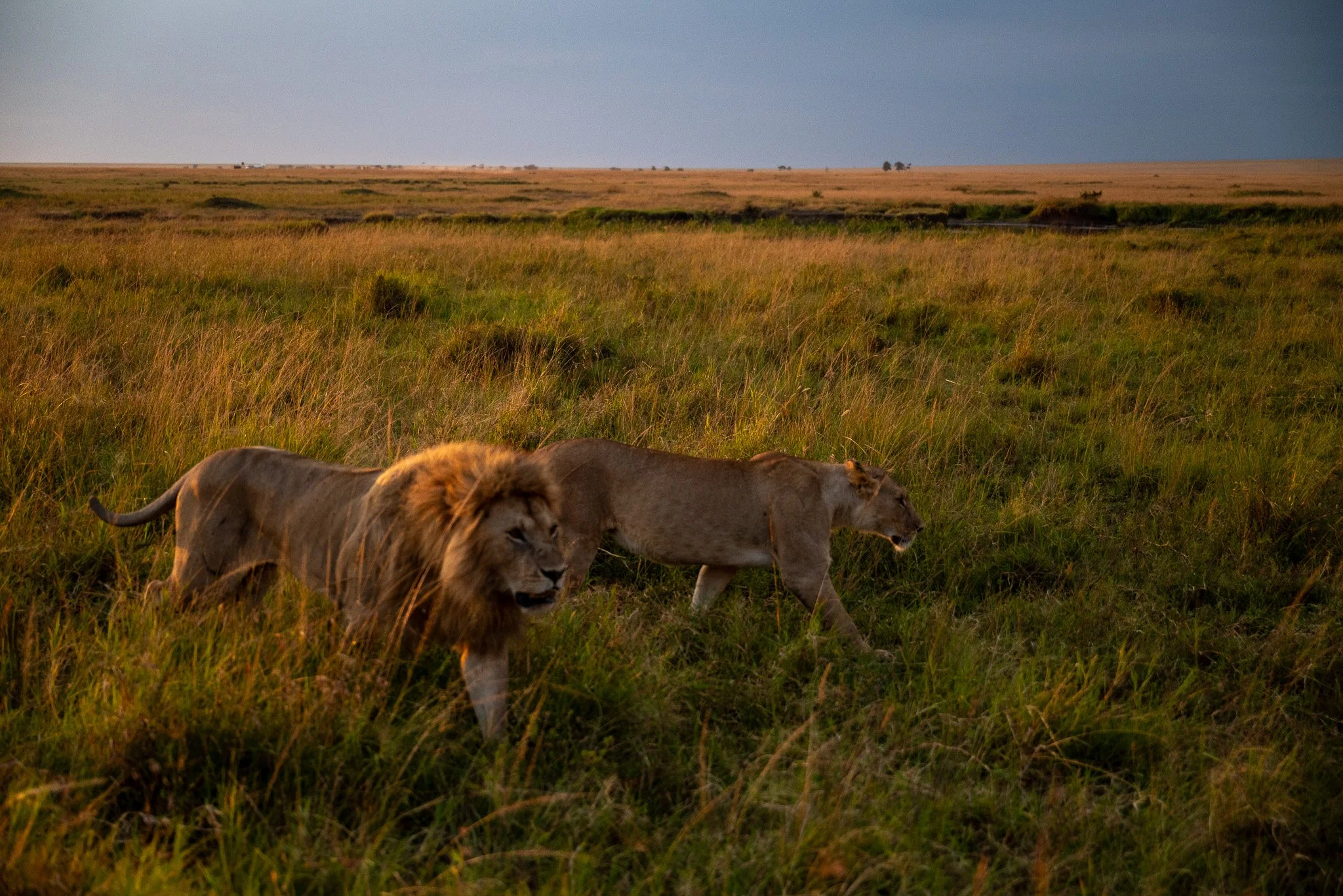 A landscape of grassy plains with a lion and lioness walking in the foreground, and a distant horizon with a dark sky, possibly indicating an approaching storm.