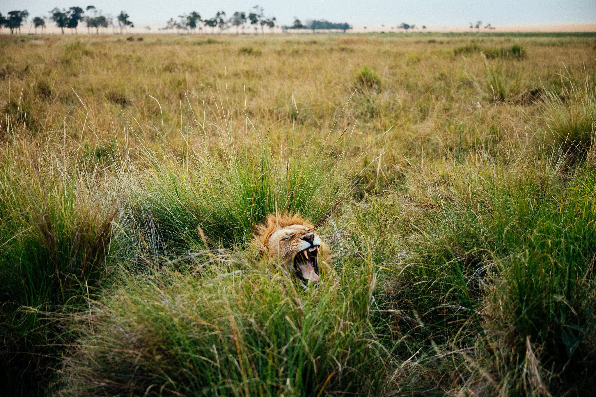 A lion resting in tall grass with a wide open mouth, showing its teeth, in a savannah landscape with scattered trees in the background.