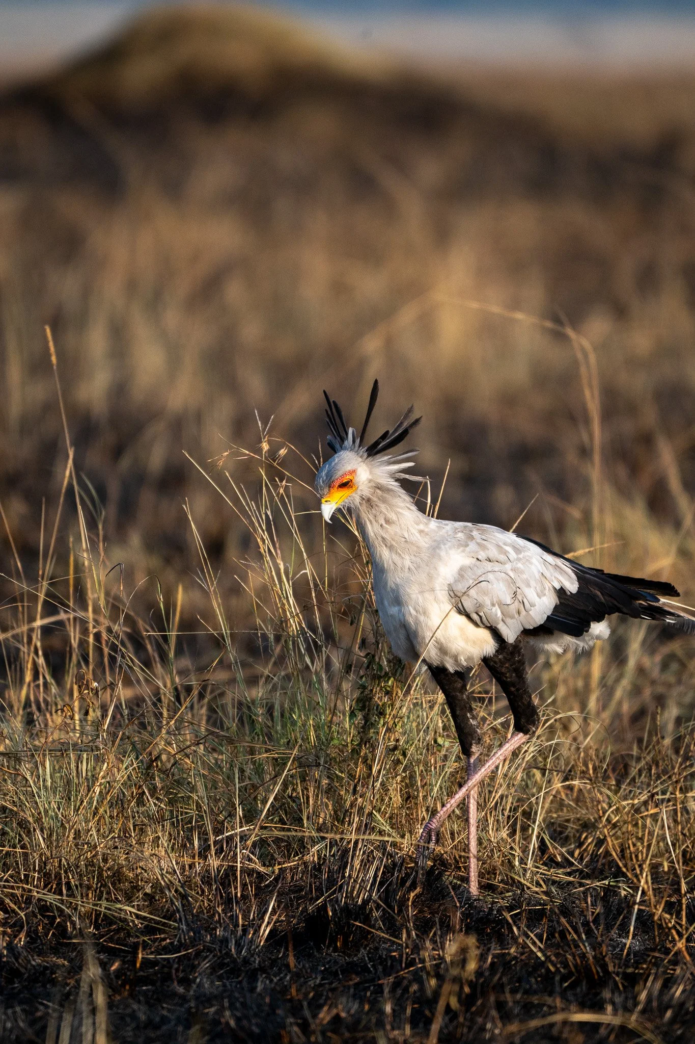 A secretary bird standing in tall grass with a blurred background.