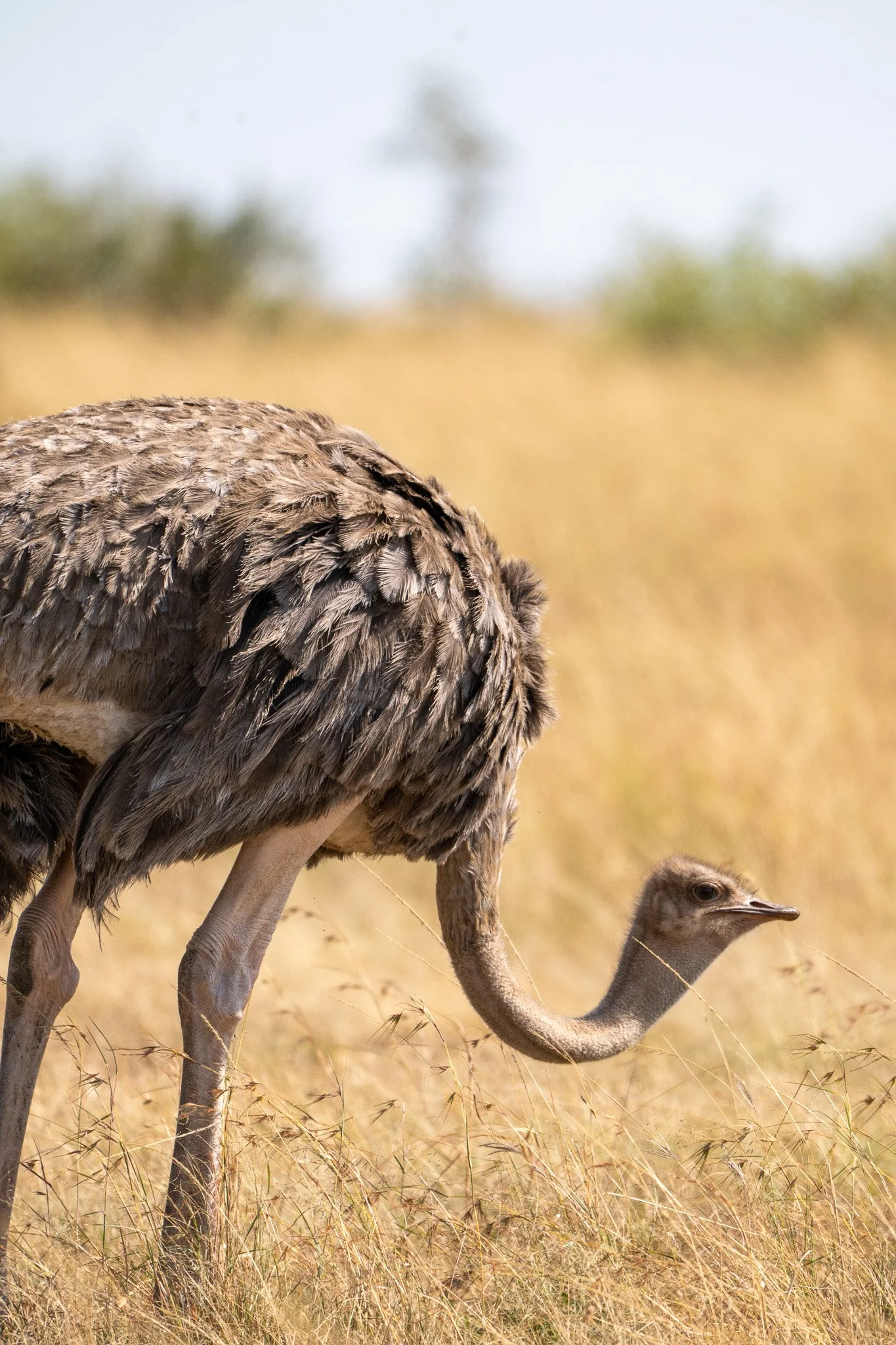 Close-up of a young ostrich walking through dry grass in a savanna landscape.