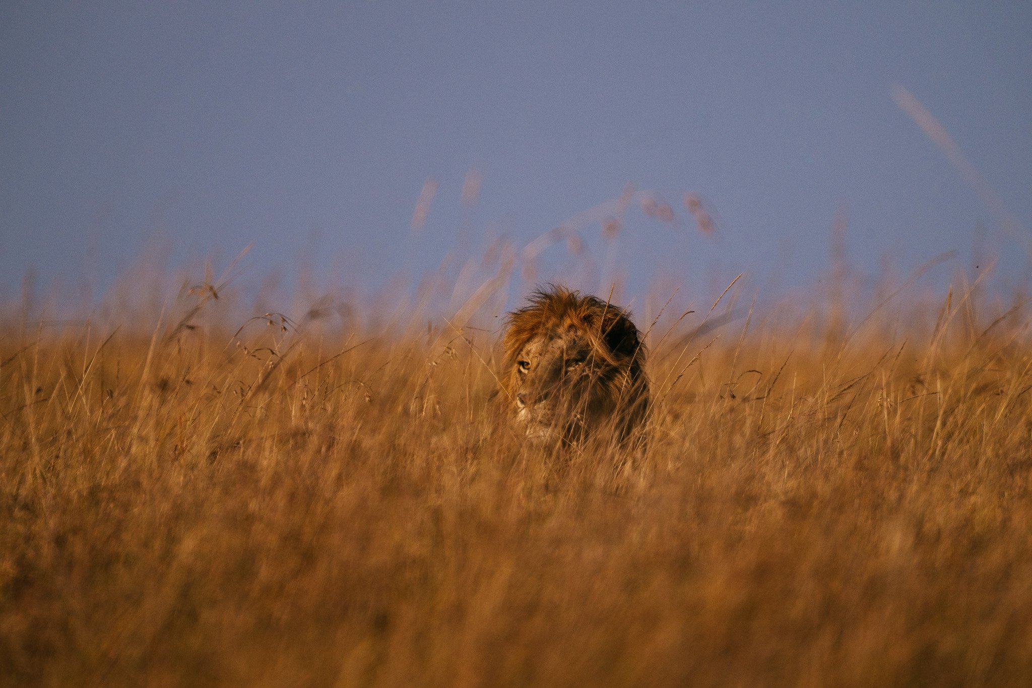 A lion lying in tall dry grass with a clear blue sky in the background.