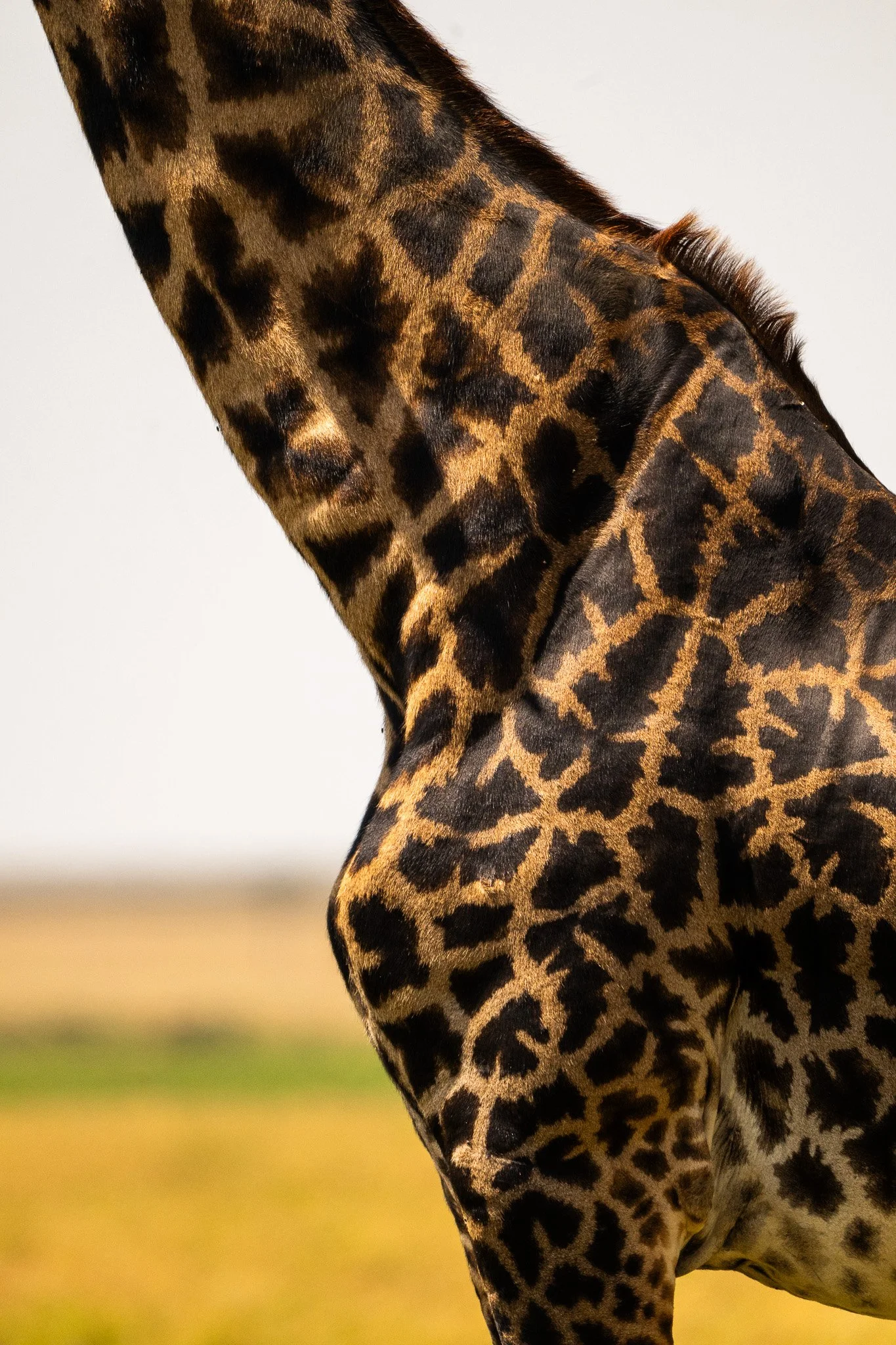 Close-up of a giraffe's neck and shoulder, showing its distinctive patterned coat with irregular brown patches separated by light lines, against a blurred background of grass and sky.