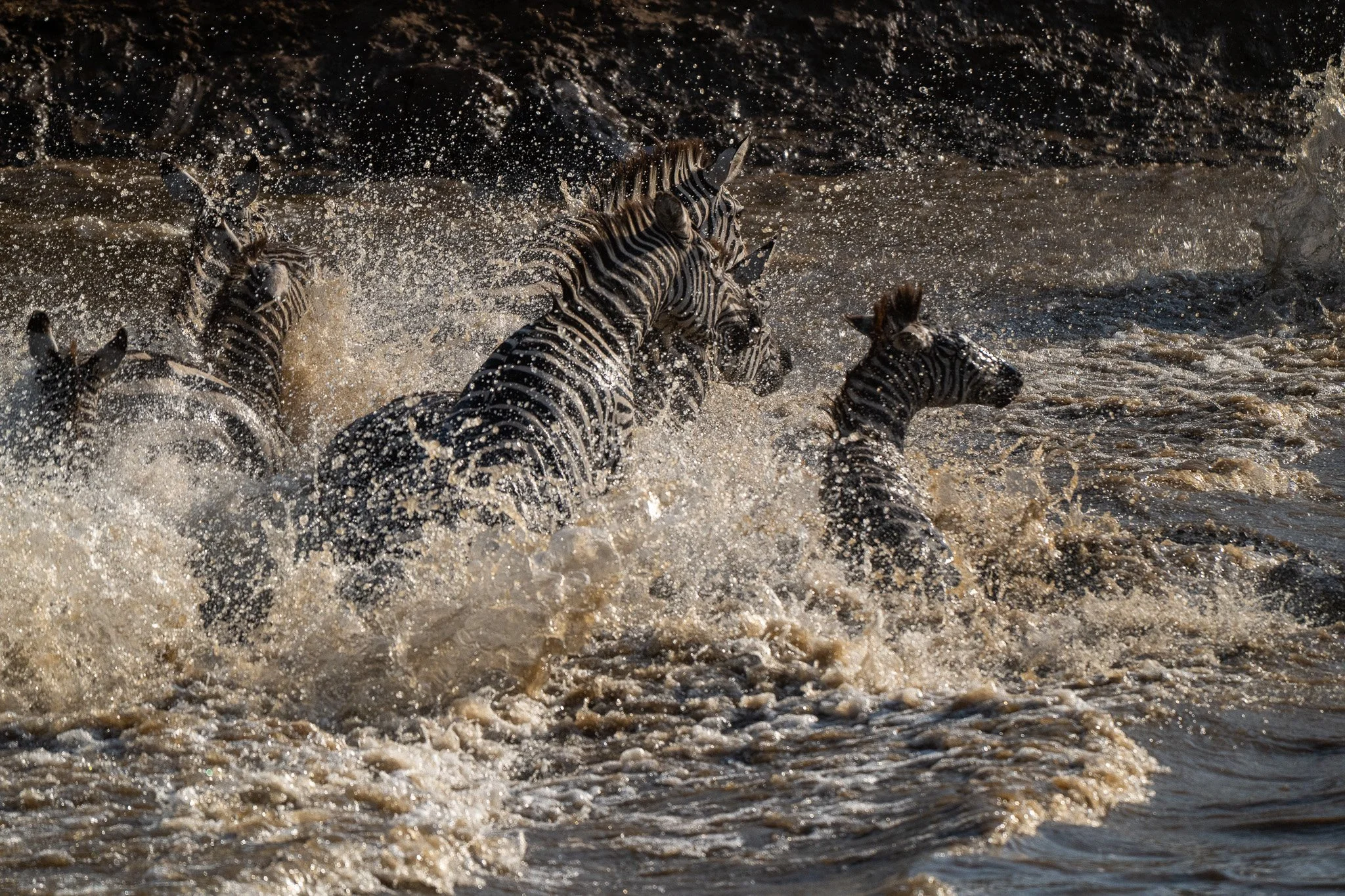 Zebras running through water, splashing as they move