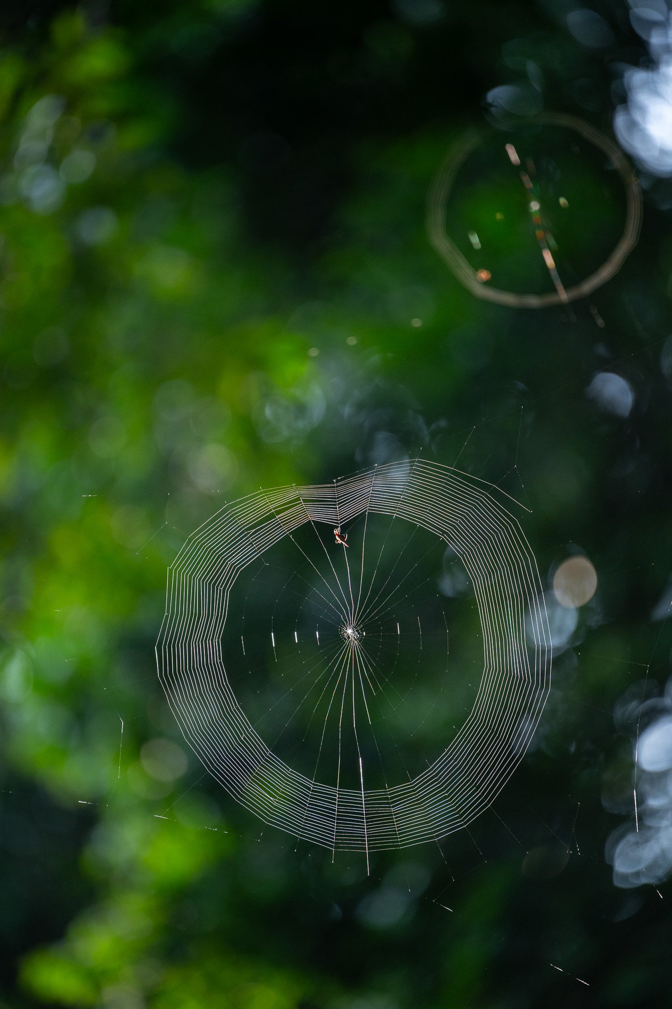 Close-up of a spider web with a small spider at the center, set against a background of green leaves and light bokeh.