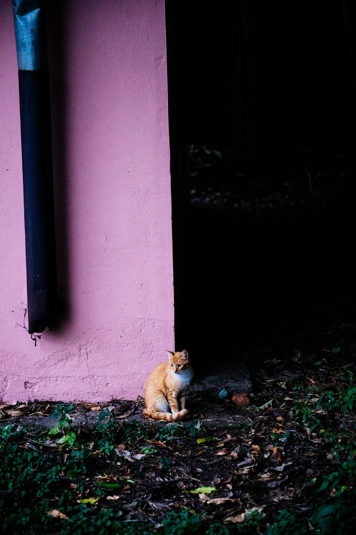 A ginger cat sitting on the ground in front of a pink wall with a small window, with dark foliage to the right and fallen leaves on the ground. Kenya