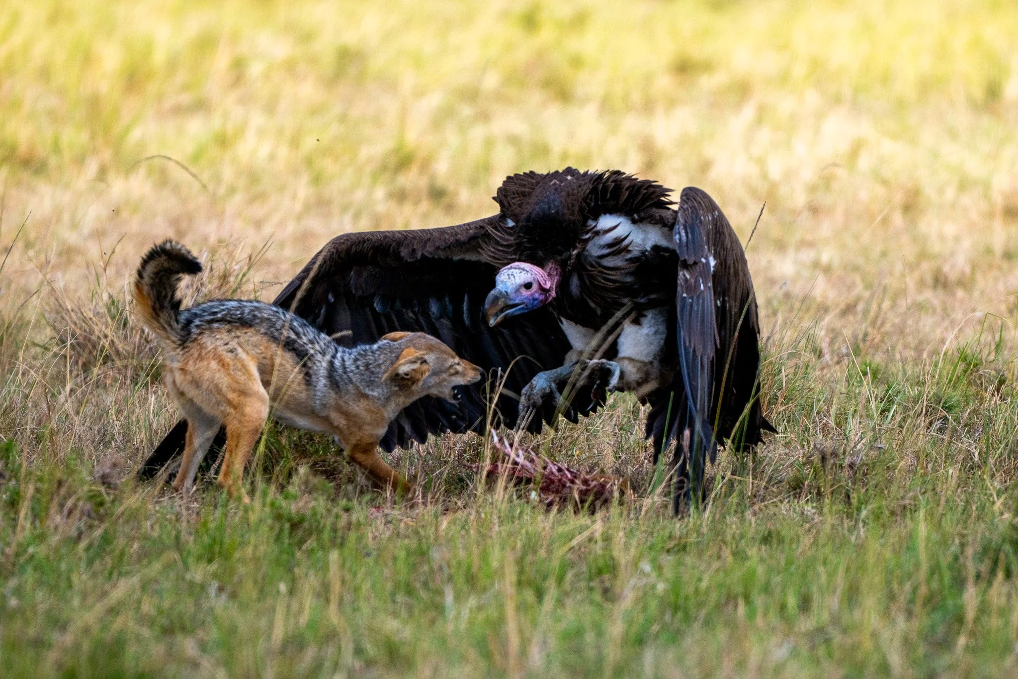 A wild turkey with dark feathers and a pinkish head feeding on the ground in a grassy field, with a coyote approaching from the left.