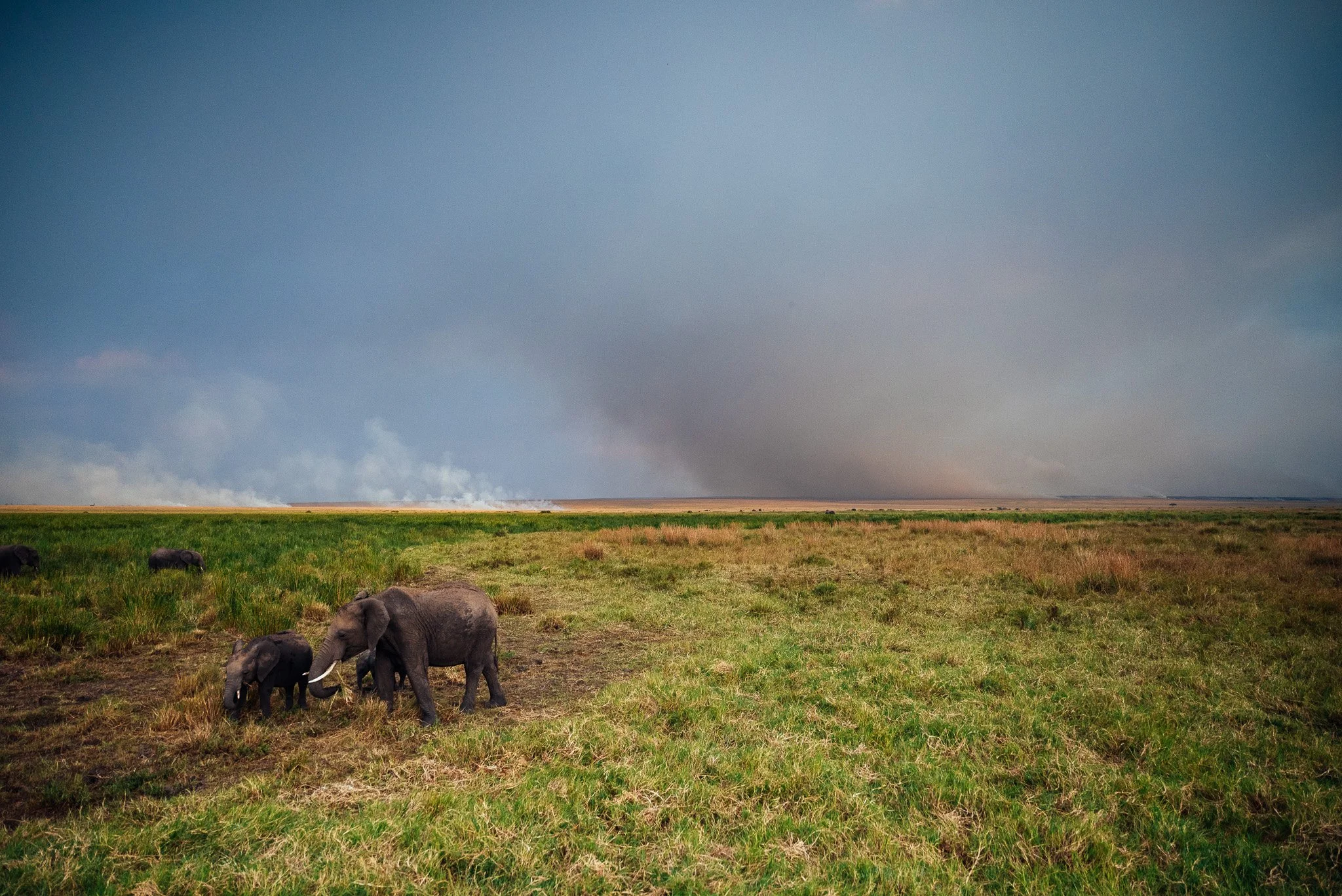 A group of elephants grazing on grassland with a clear sky and some distant smoke or dust in the background.