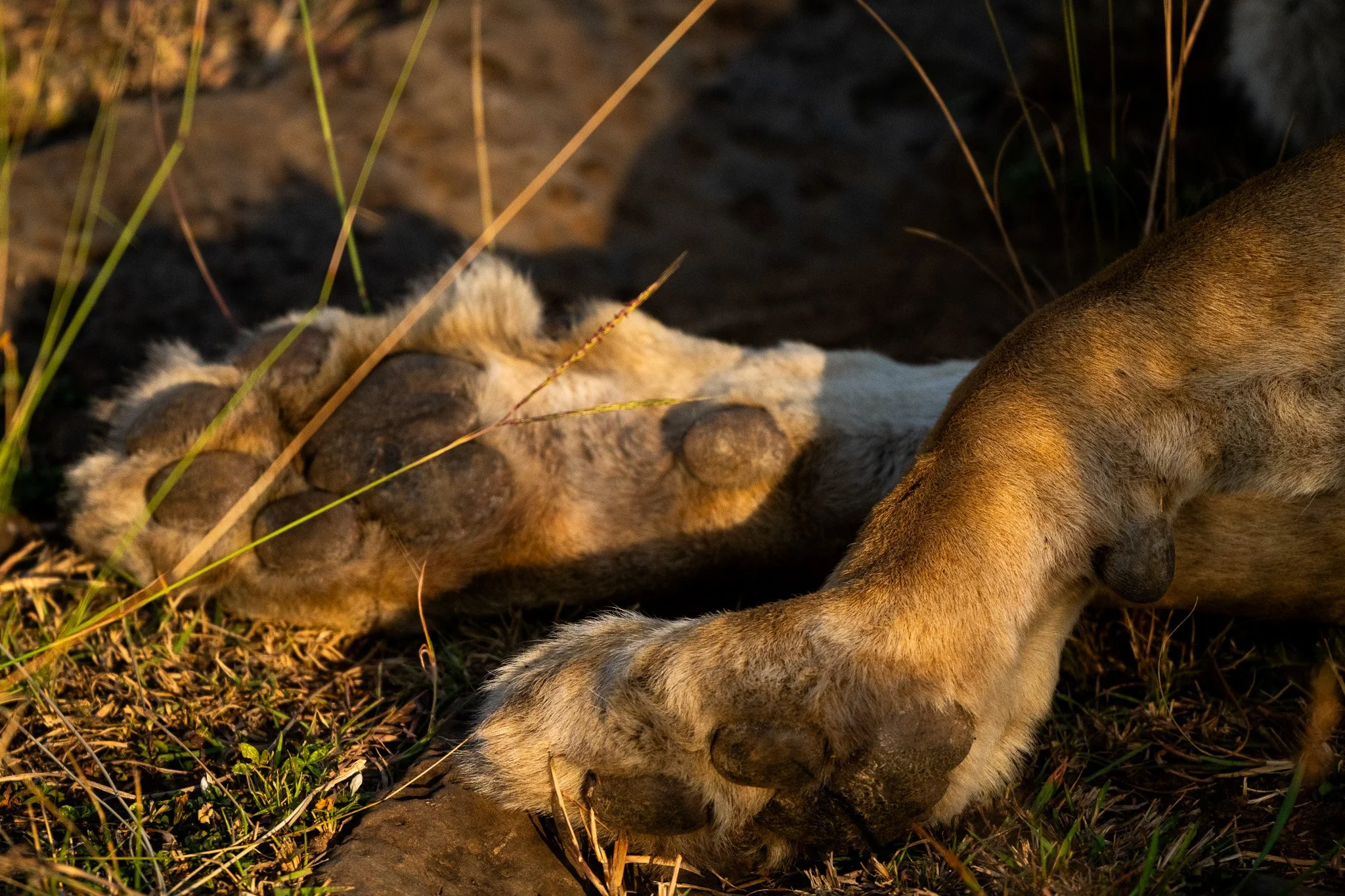 Young lion cub lying on the ground surrounded by grass and rocks.