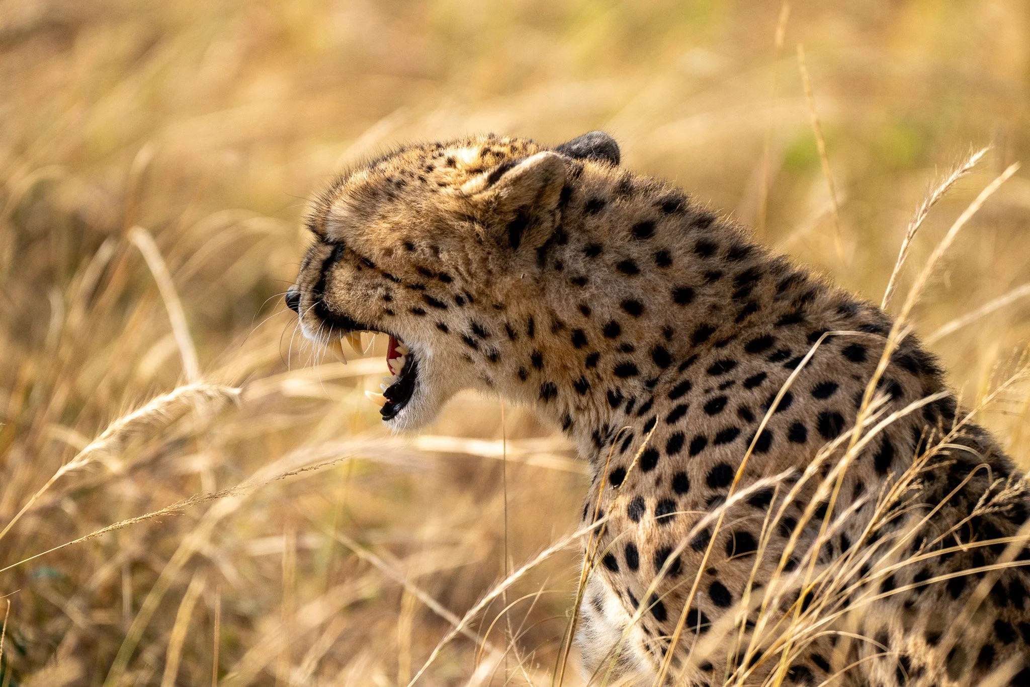A cheetah with its mouth open, showing its teeth, amidst tall dry grass.