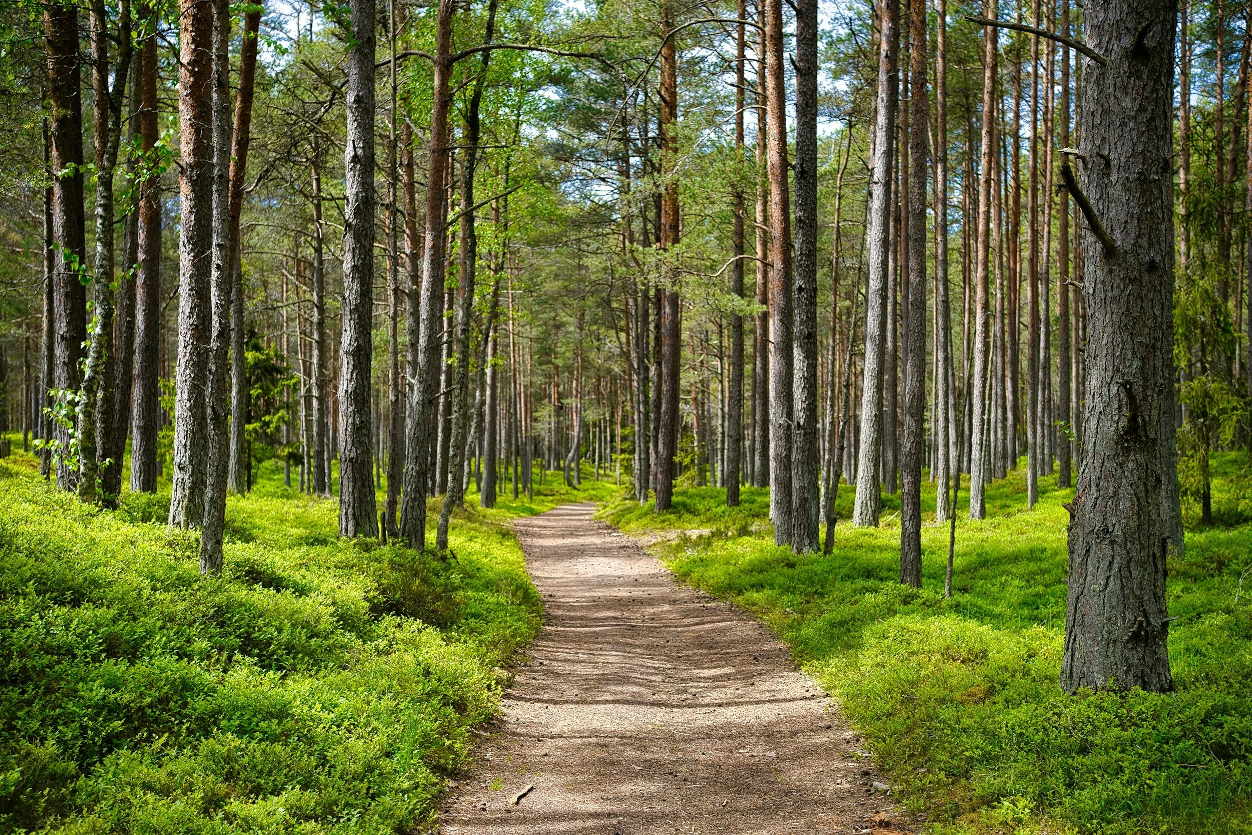 A dirt trail winding through a forest of tall, green trees with sunlight filtering through the leaves.