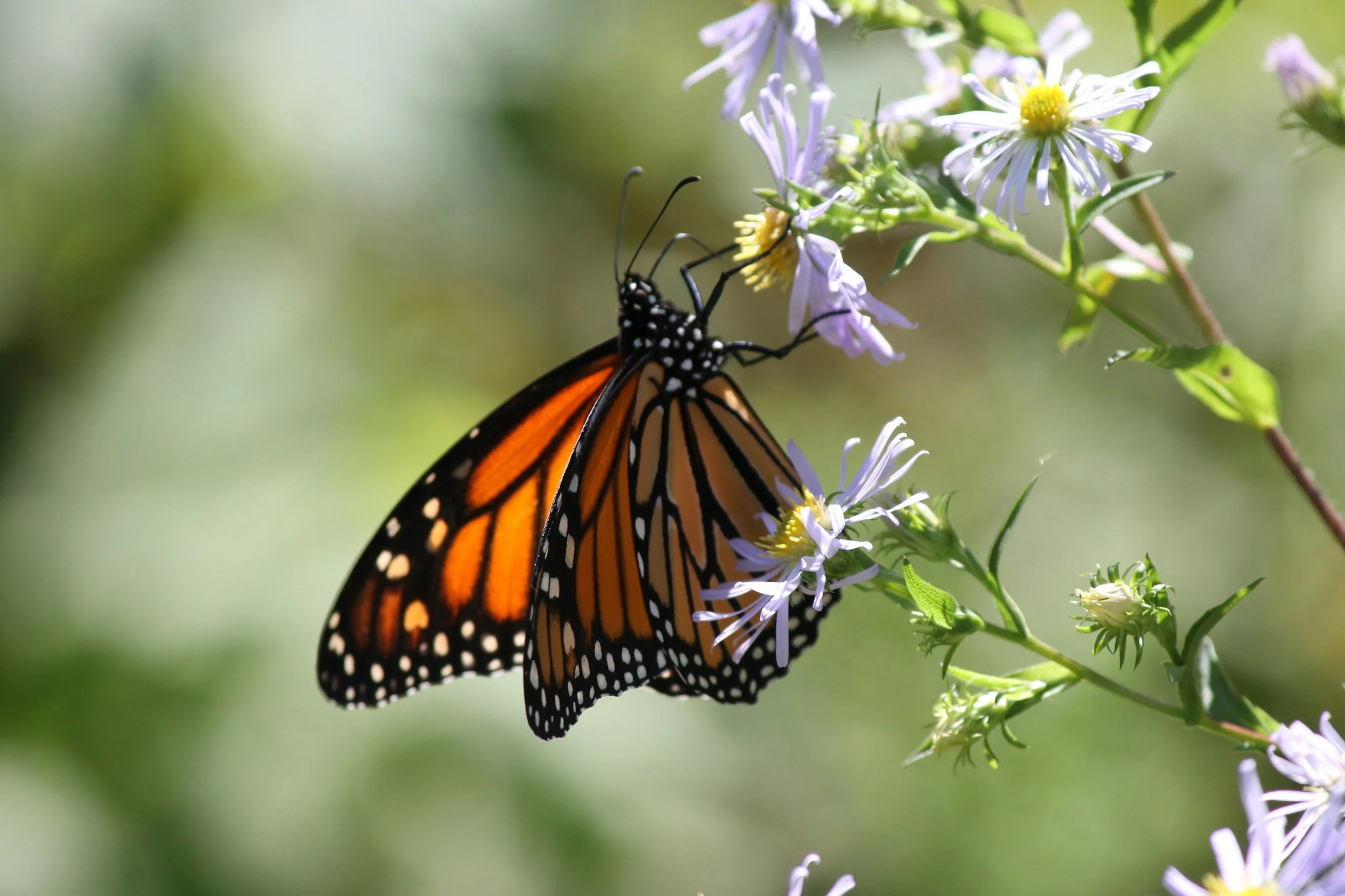 A monarch butterfly perched on a light purple flower with a green blurred background.
