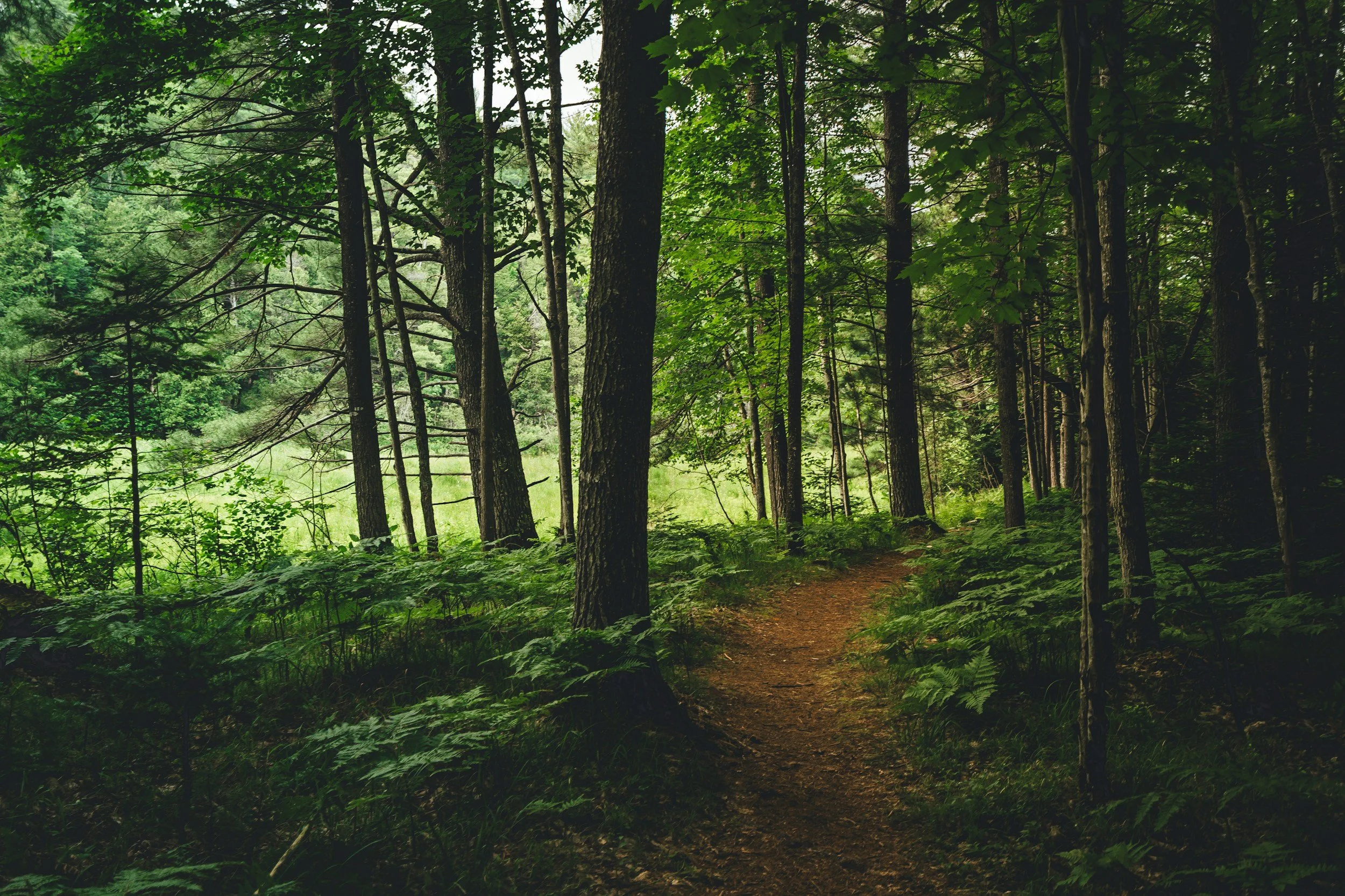 A forest trail surrounded by tall trees and green foliage.