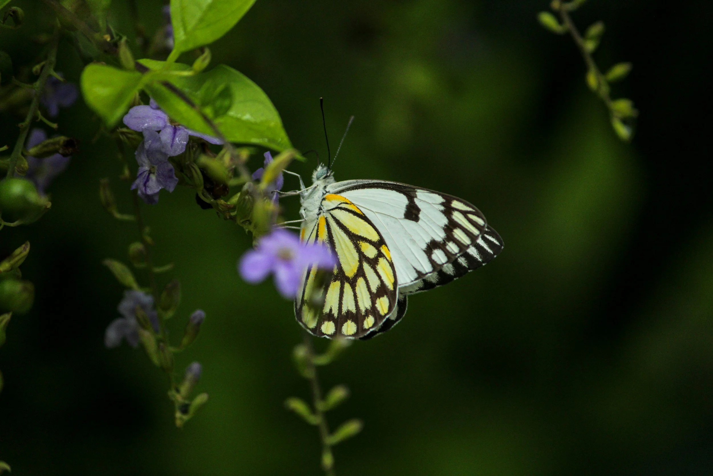 A butterfly with white, yellow, and black markings on purple flowers against a dark green background.