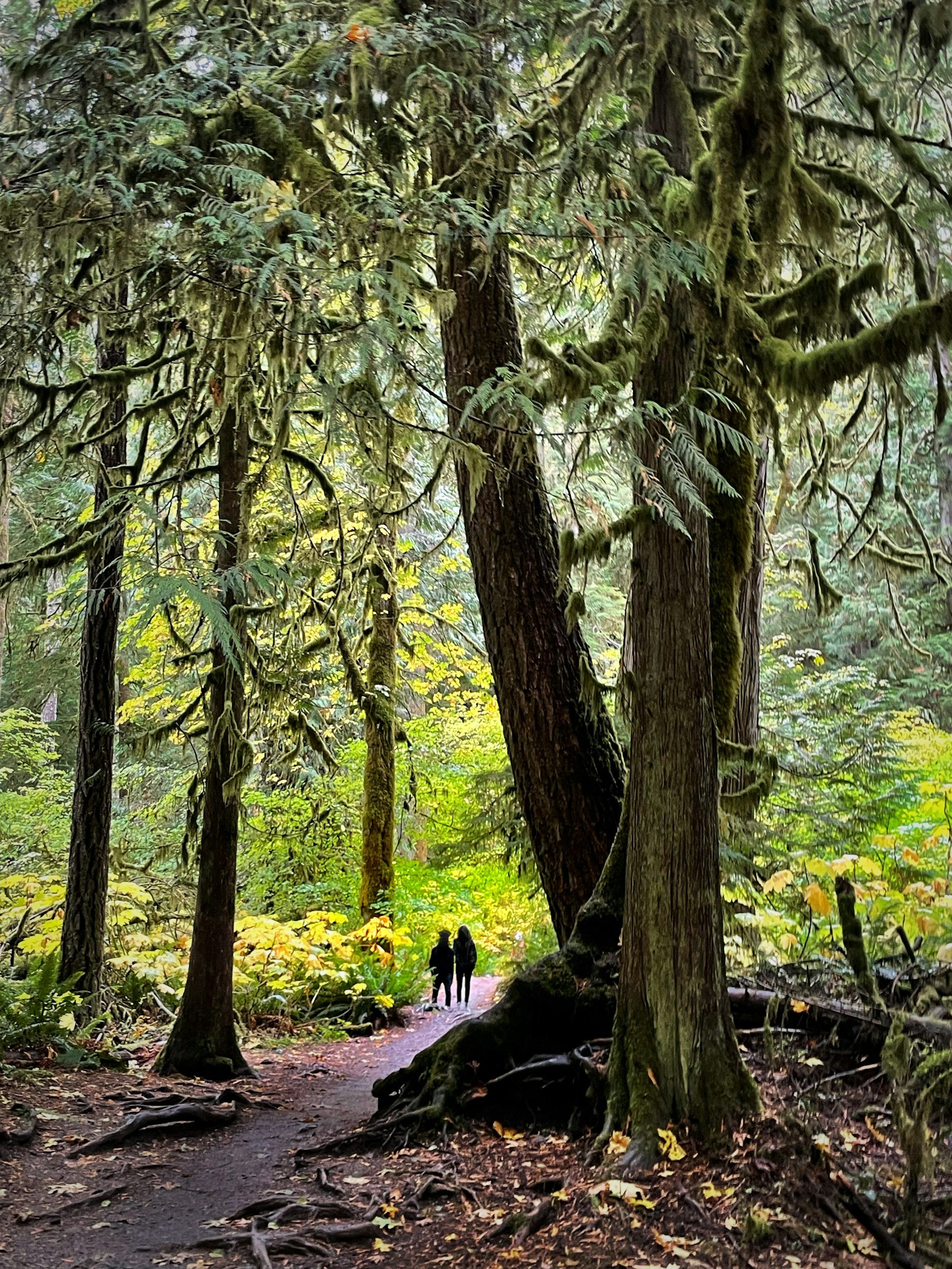 Two people walking on a dirt trail through a dense, green forest with tall trees covered in moss.