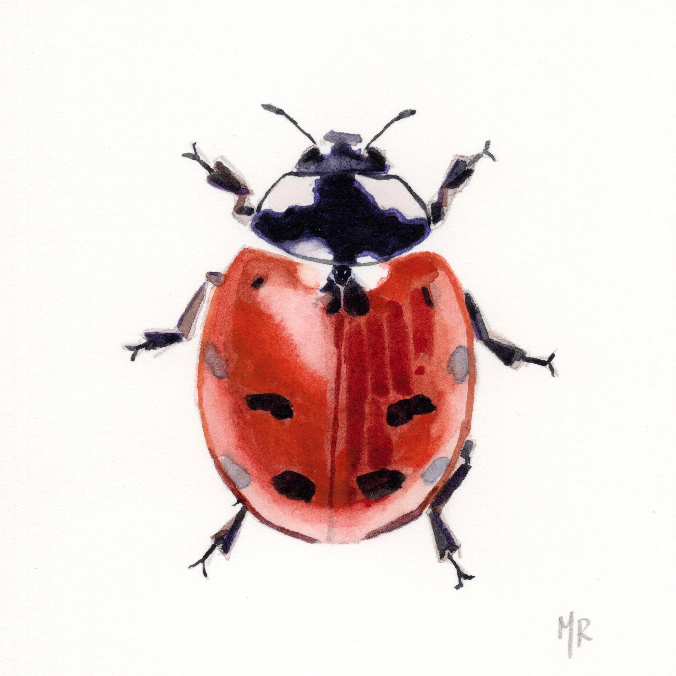 ladybug.jpg