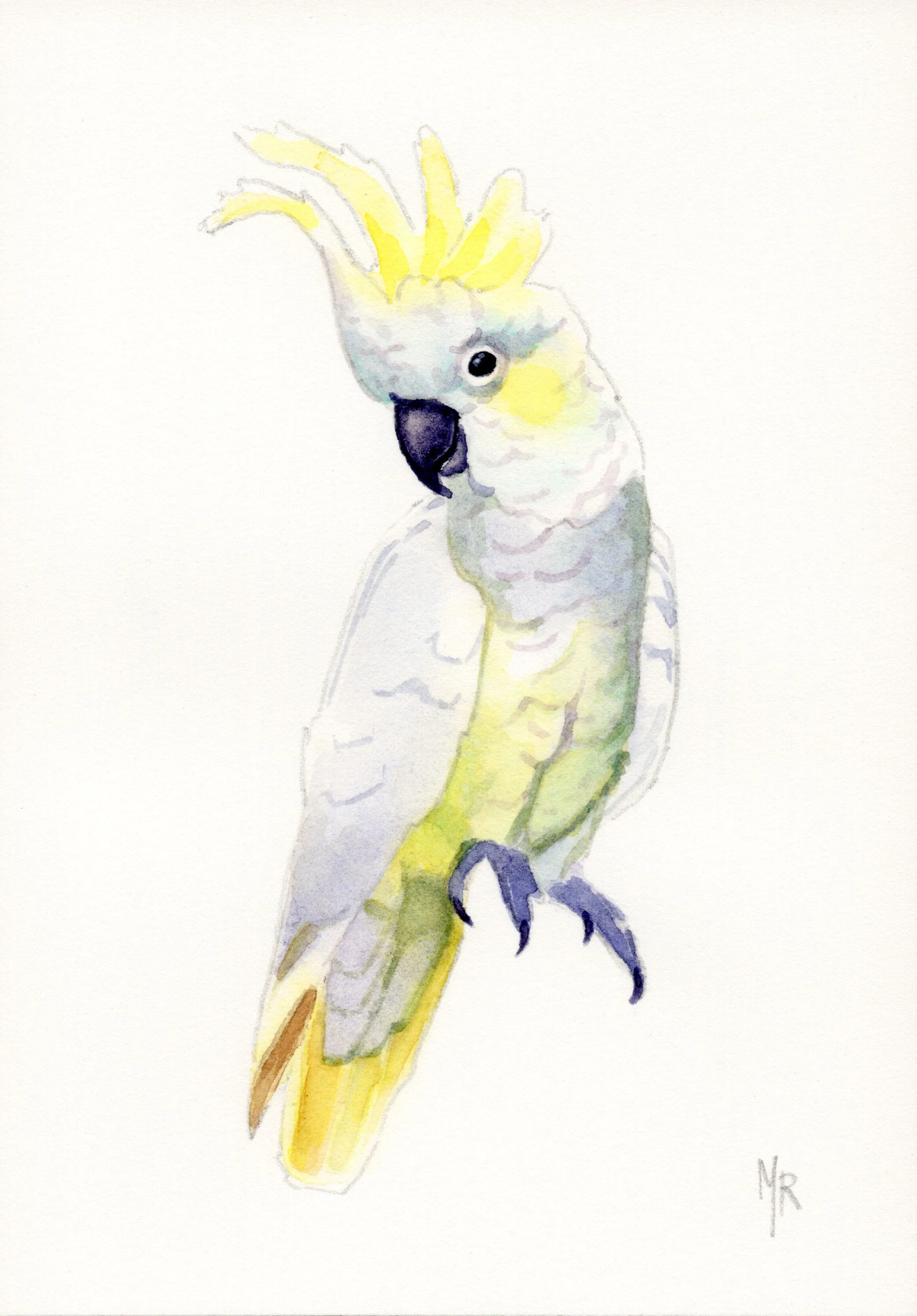 Cockatoo
