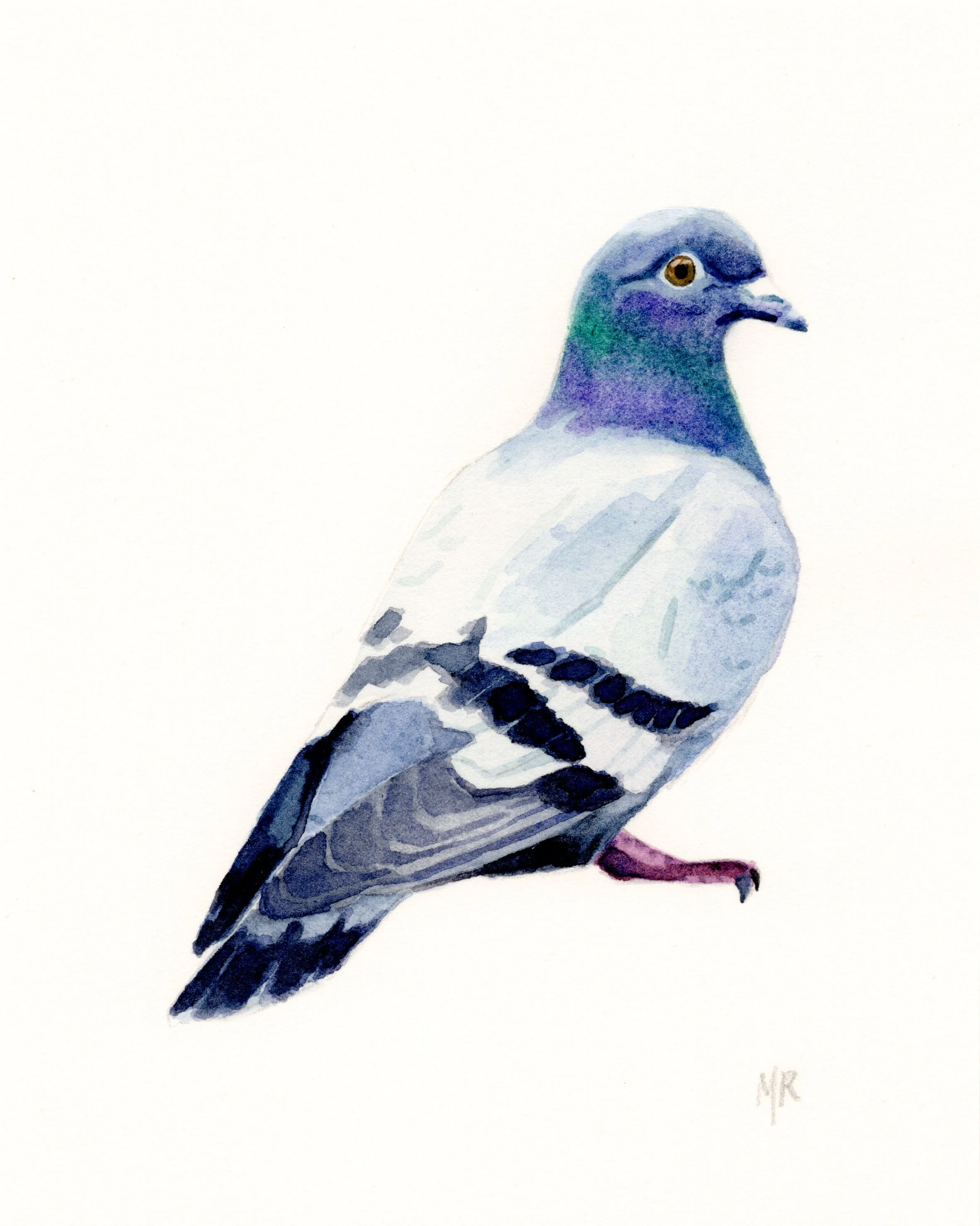 pigeonedited.jpg