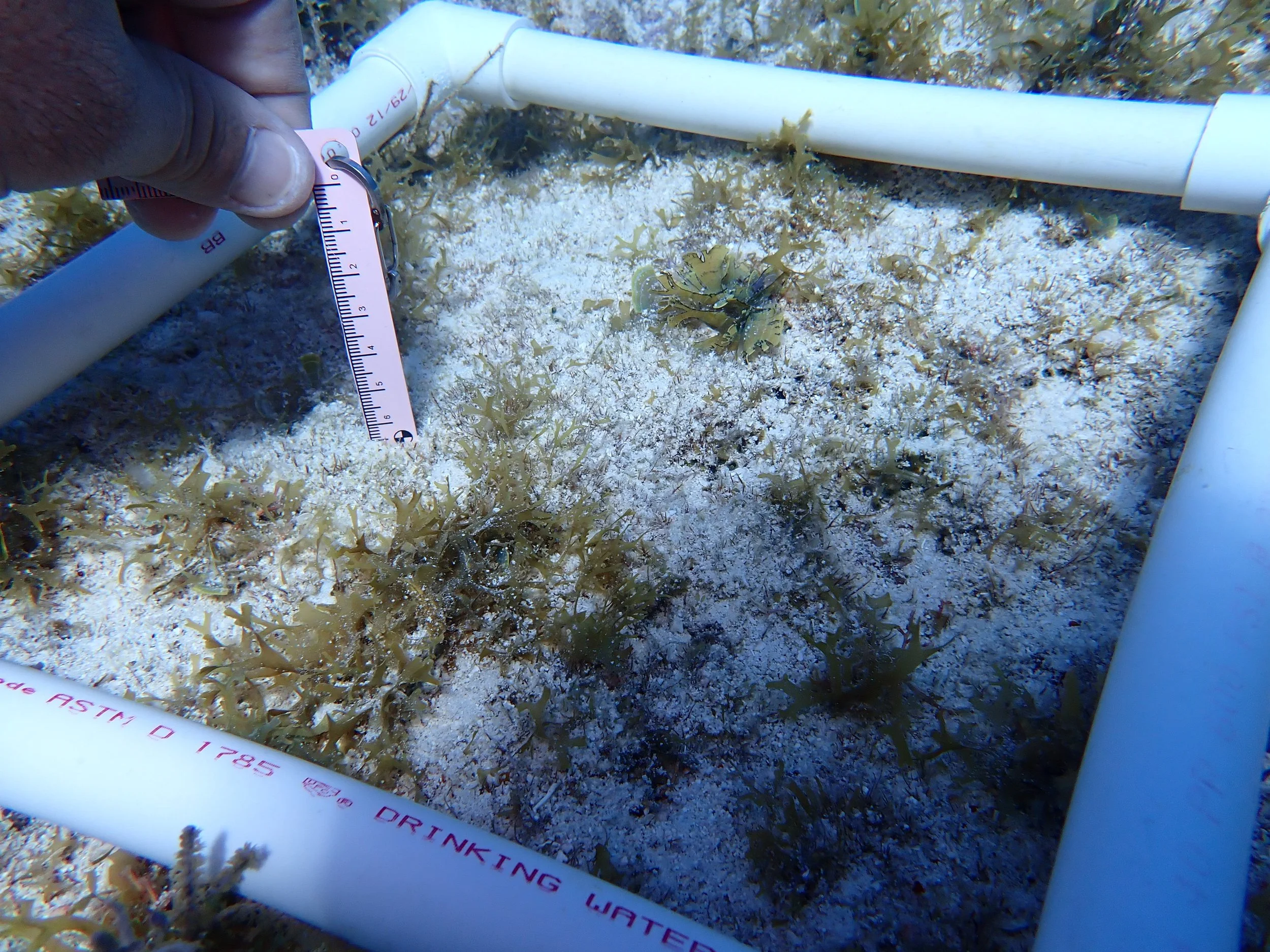 CR_Jan_31_P24f winter conch sediment depth.JPG