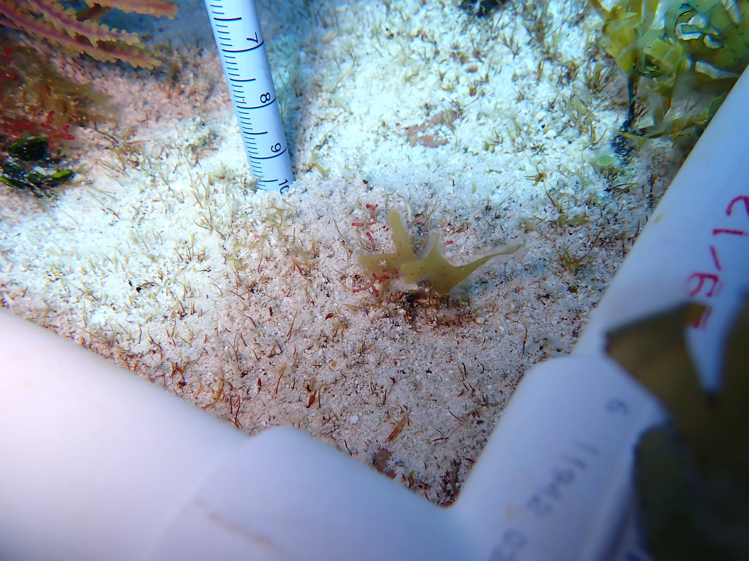 CR_04_19_P#25k spring (2).JPG