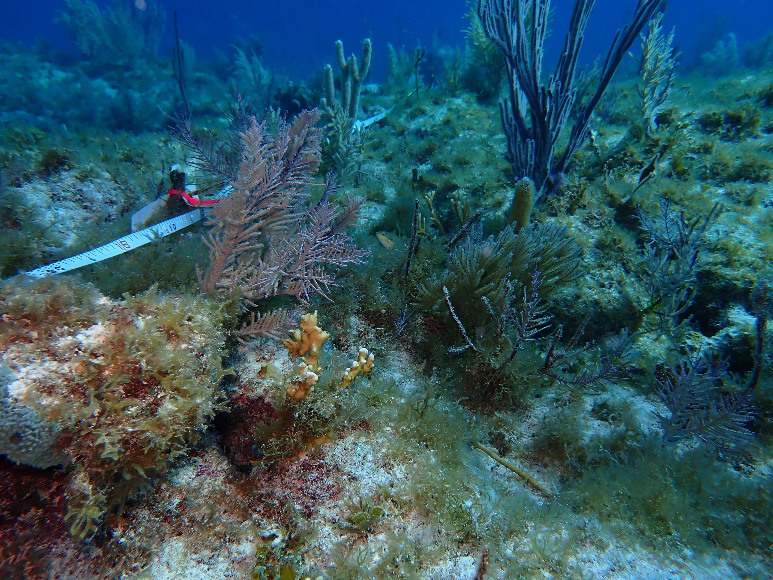 CF_04 _19_seasonalgrowth_g.JPG