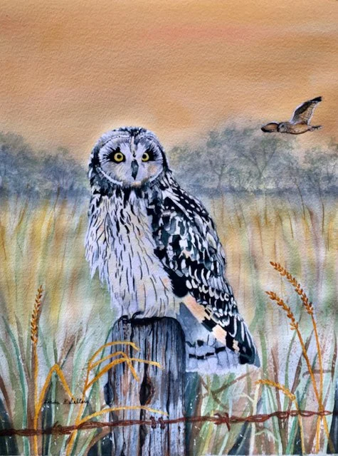 Short-eared Owl