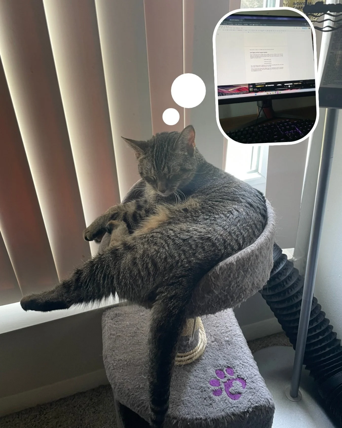 Maple is working VERY hard on the latest edition of rules for Kairos. Don’t worry, she will be compensated accordingly with lots of chin scratches. 
#cats #kairos #kickstarter